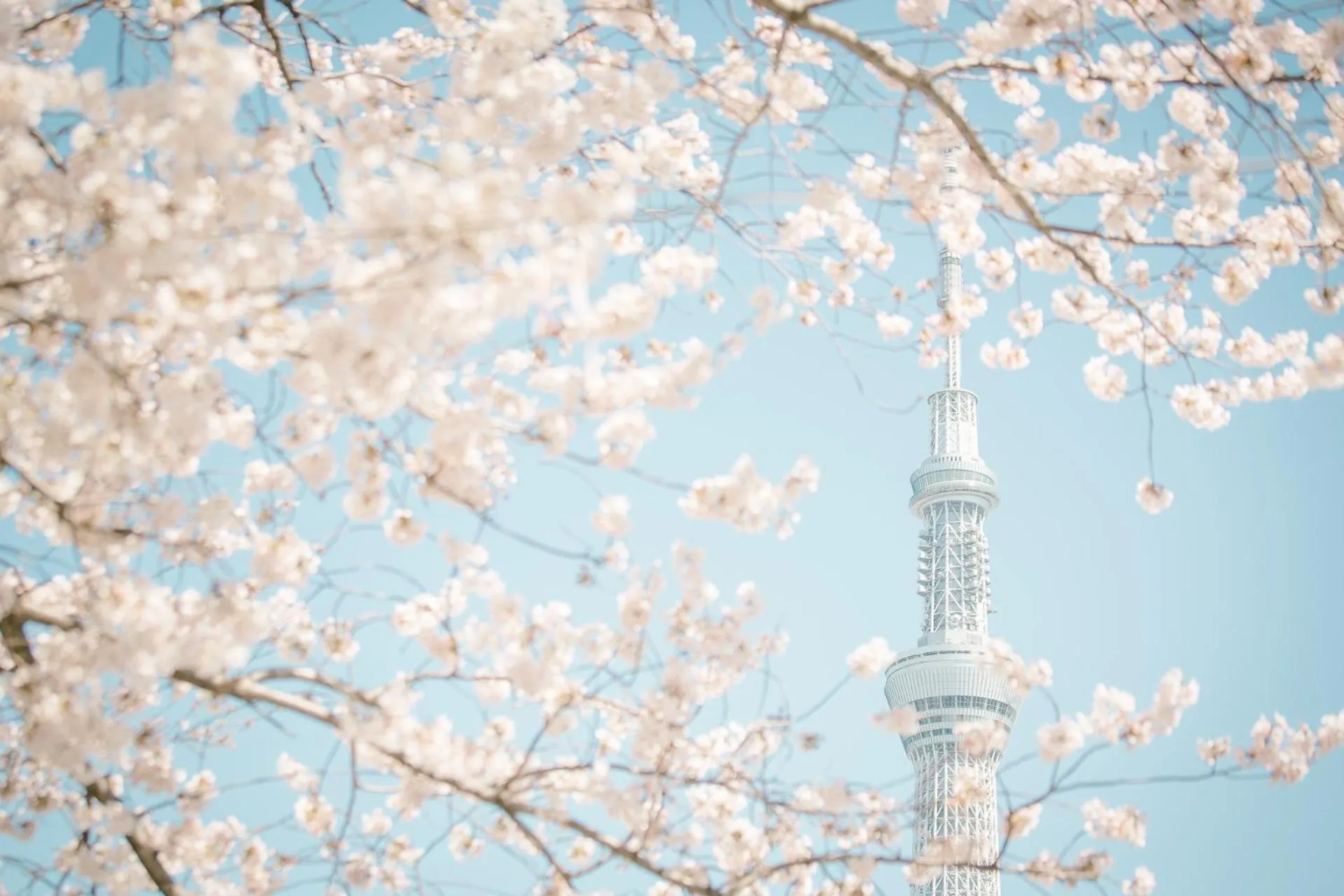 Other in Hotel Apartment Ueno Inaricho Sta