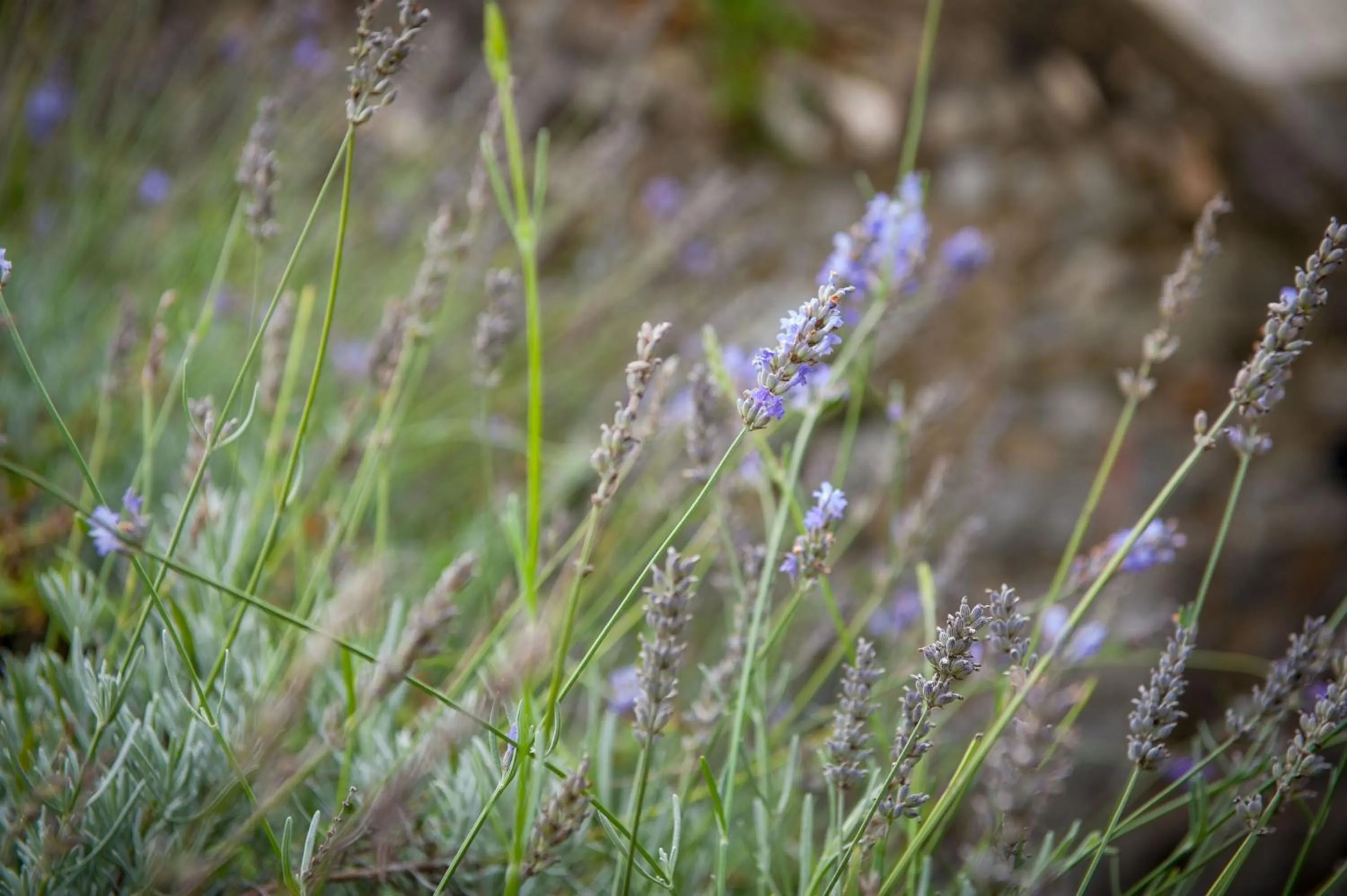 Property building in Lavender Cottage