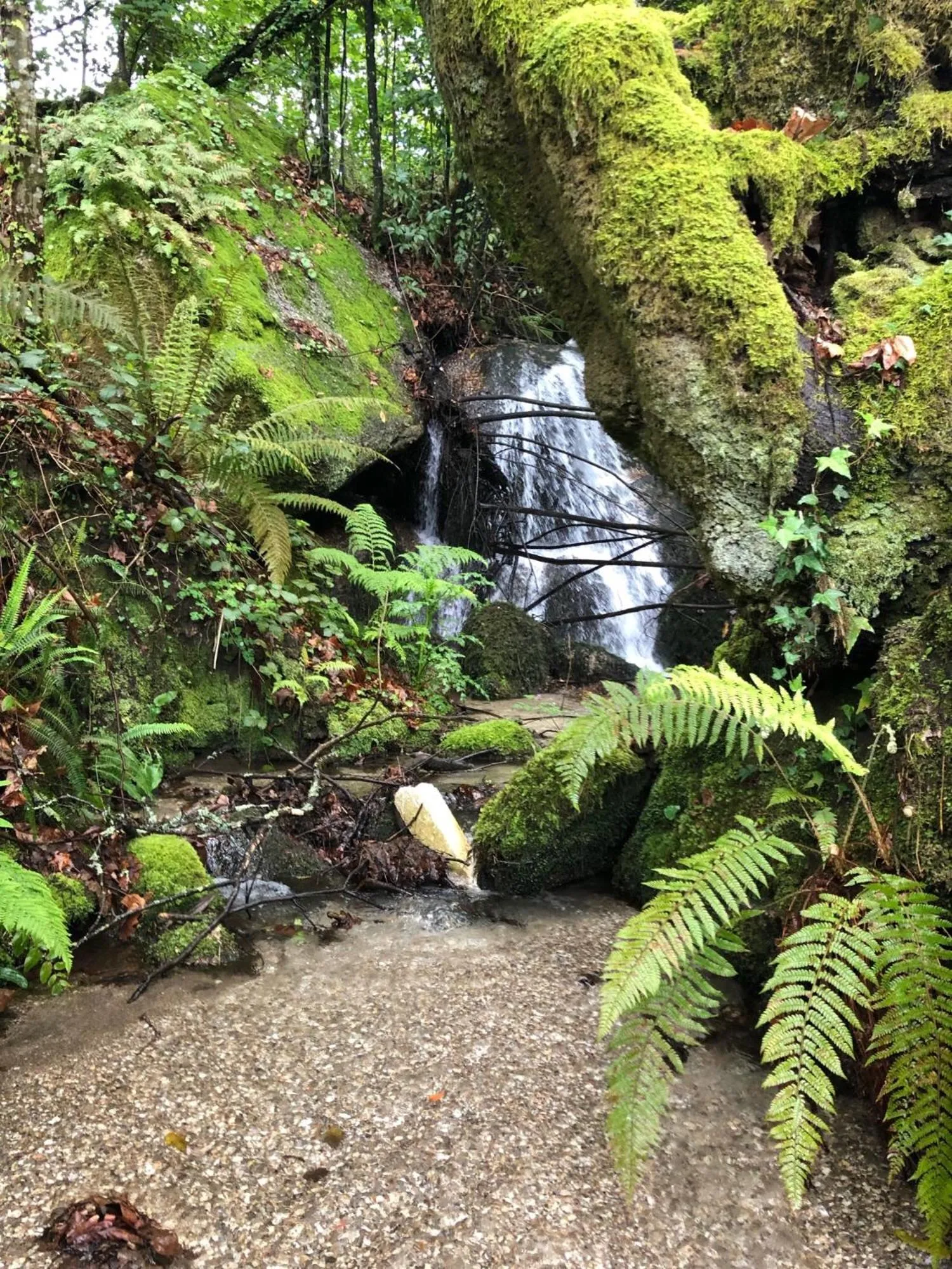 Natural landscape in Oak Nature
