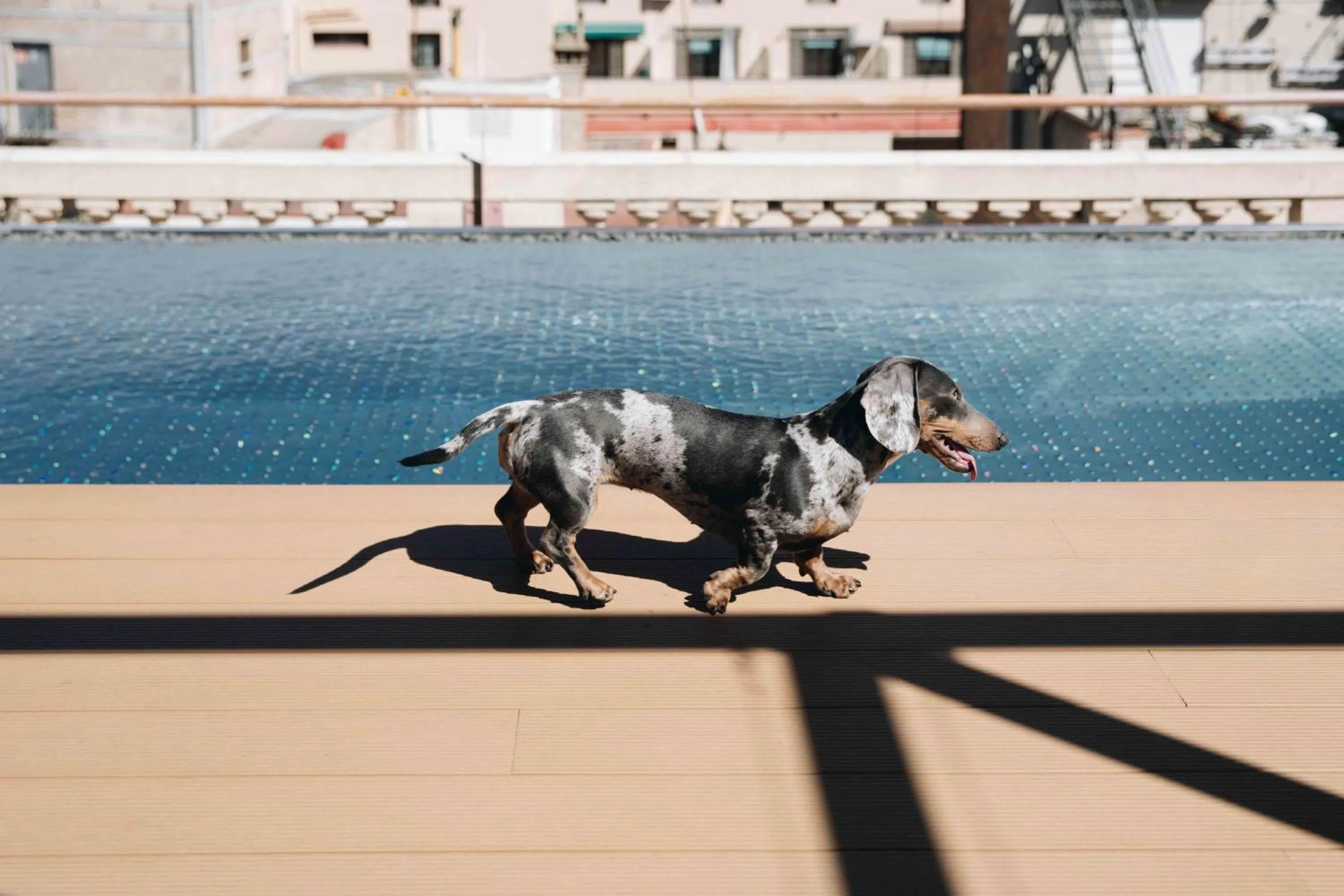 Pets in Kimpton Vividora Hotel by IHG