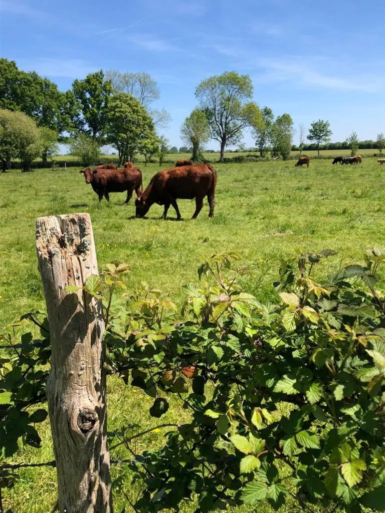 Garden in Le Verger (Le Plessis)