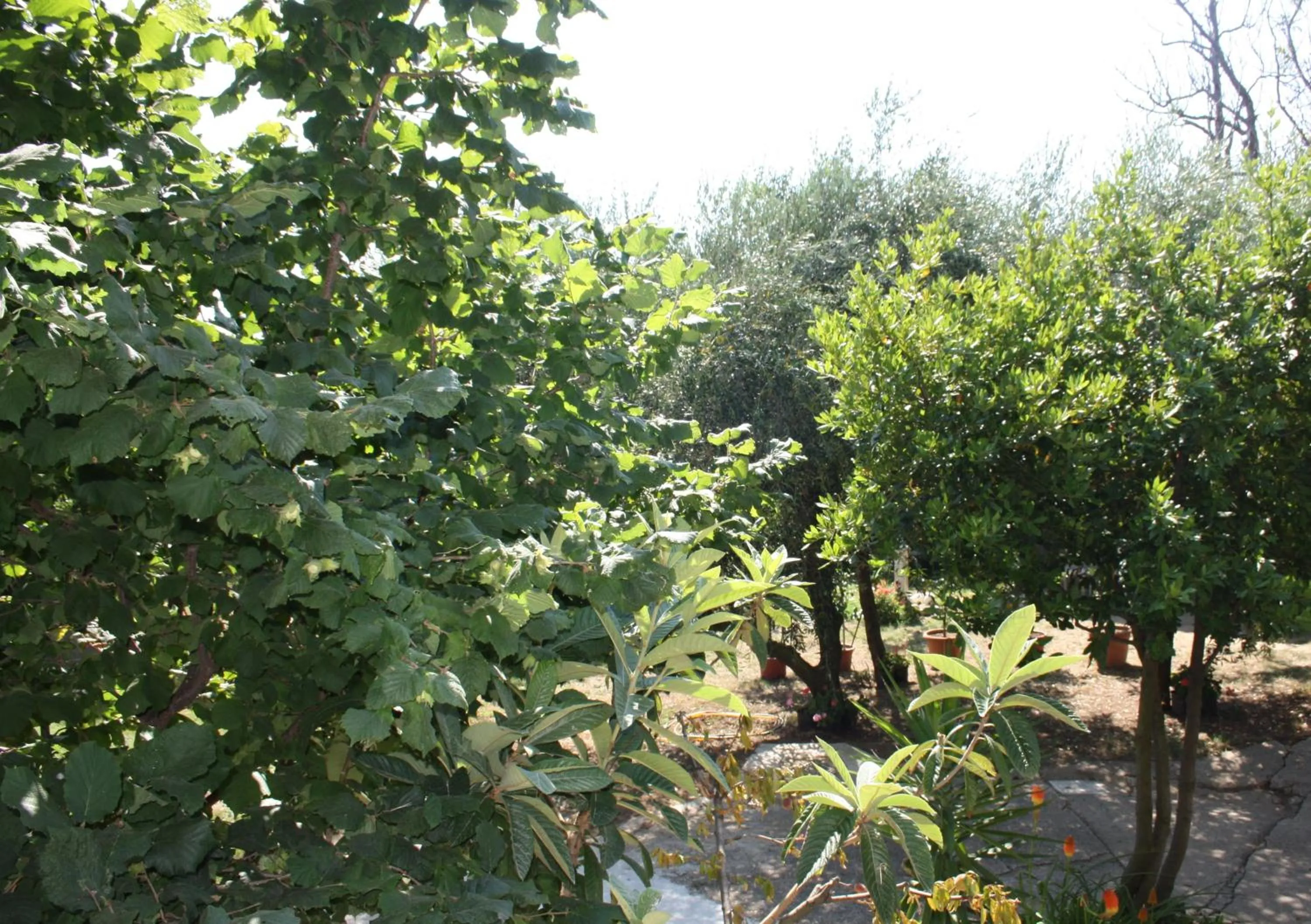 Garden in Il Boschetto