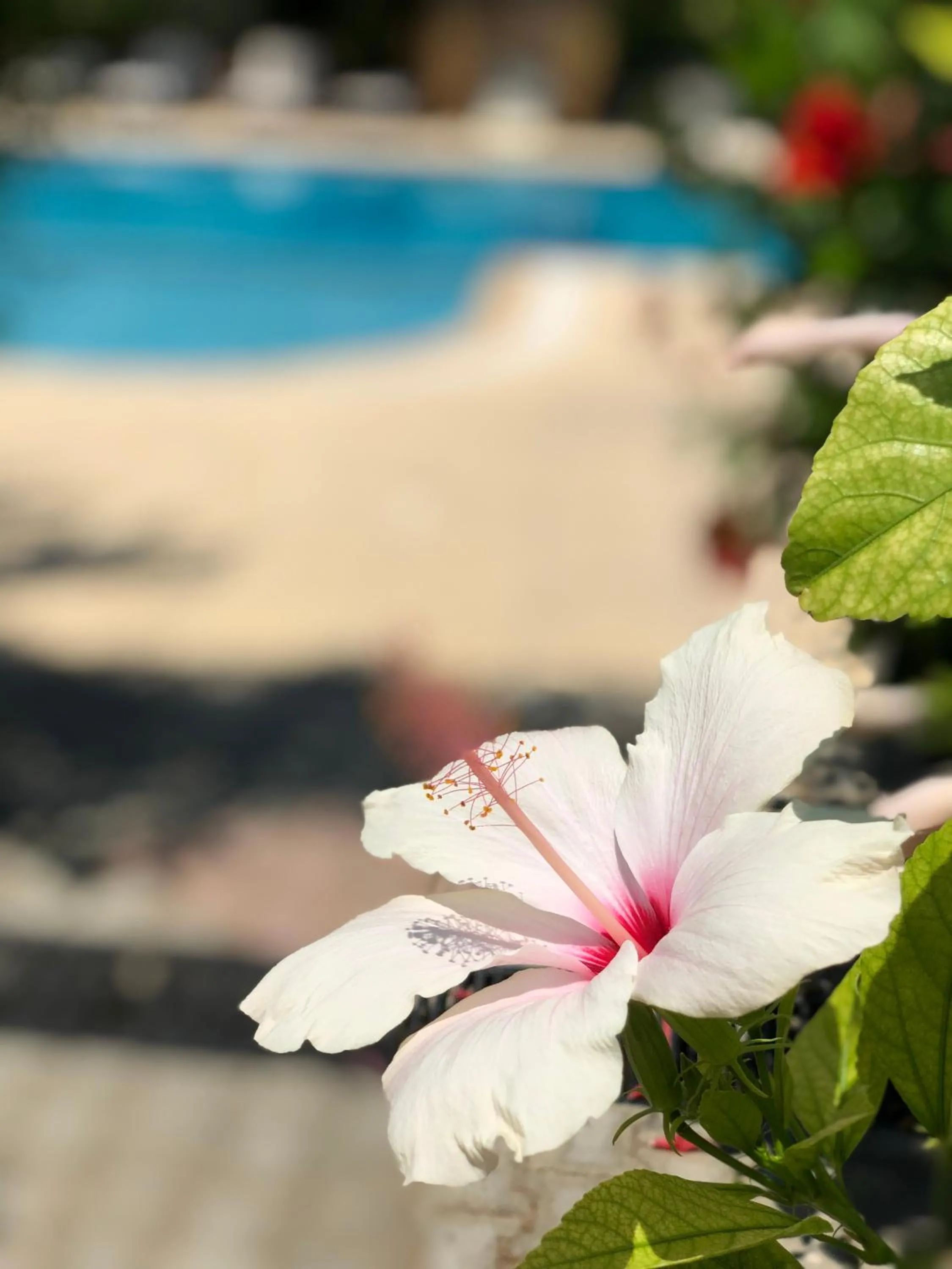 Summer in Lapida Garden