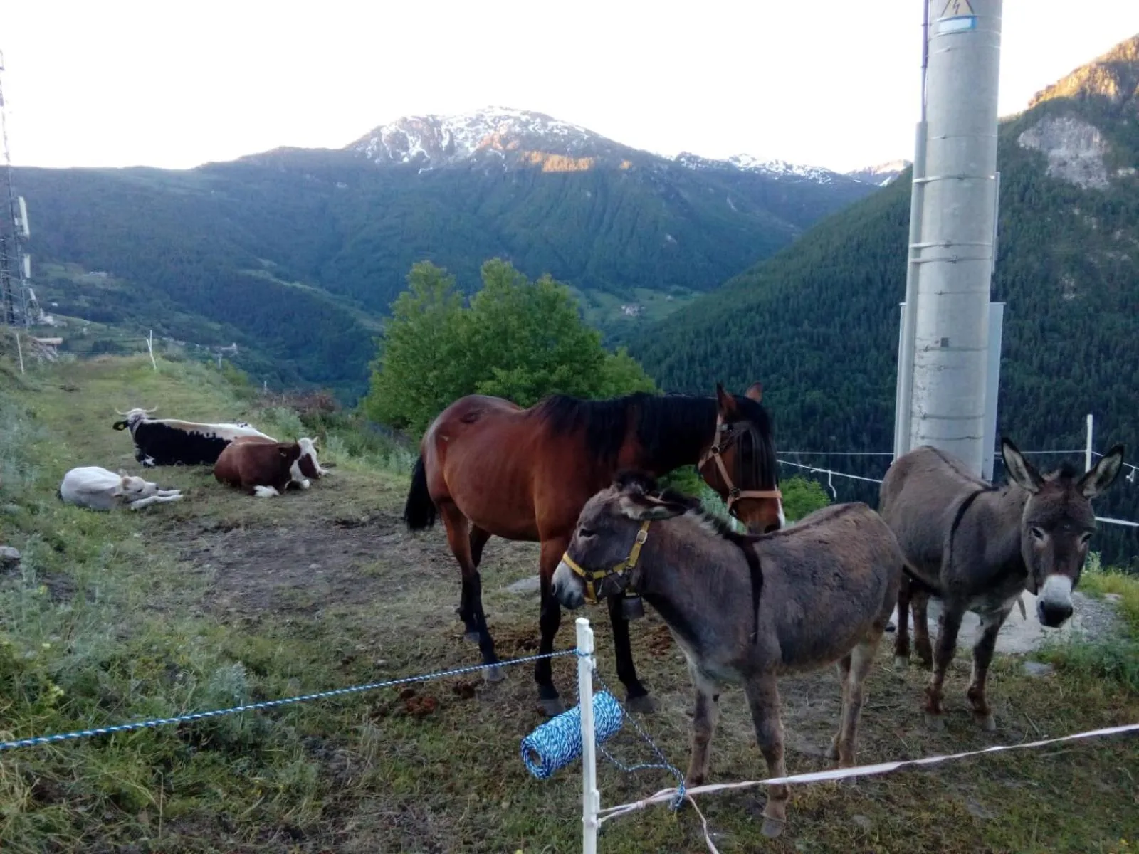 Animals in Agri-b&b Lou Col