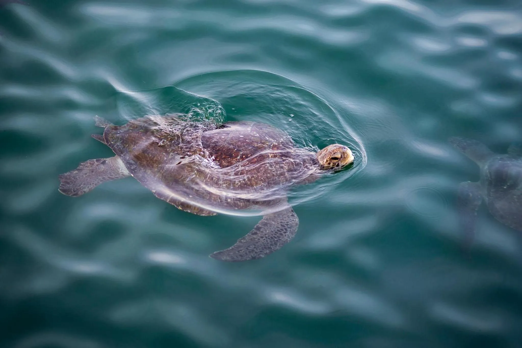 Activities in Norte Suites Boutique