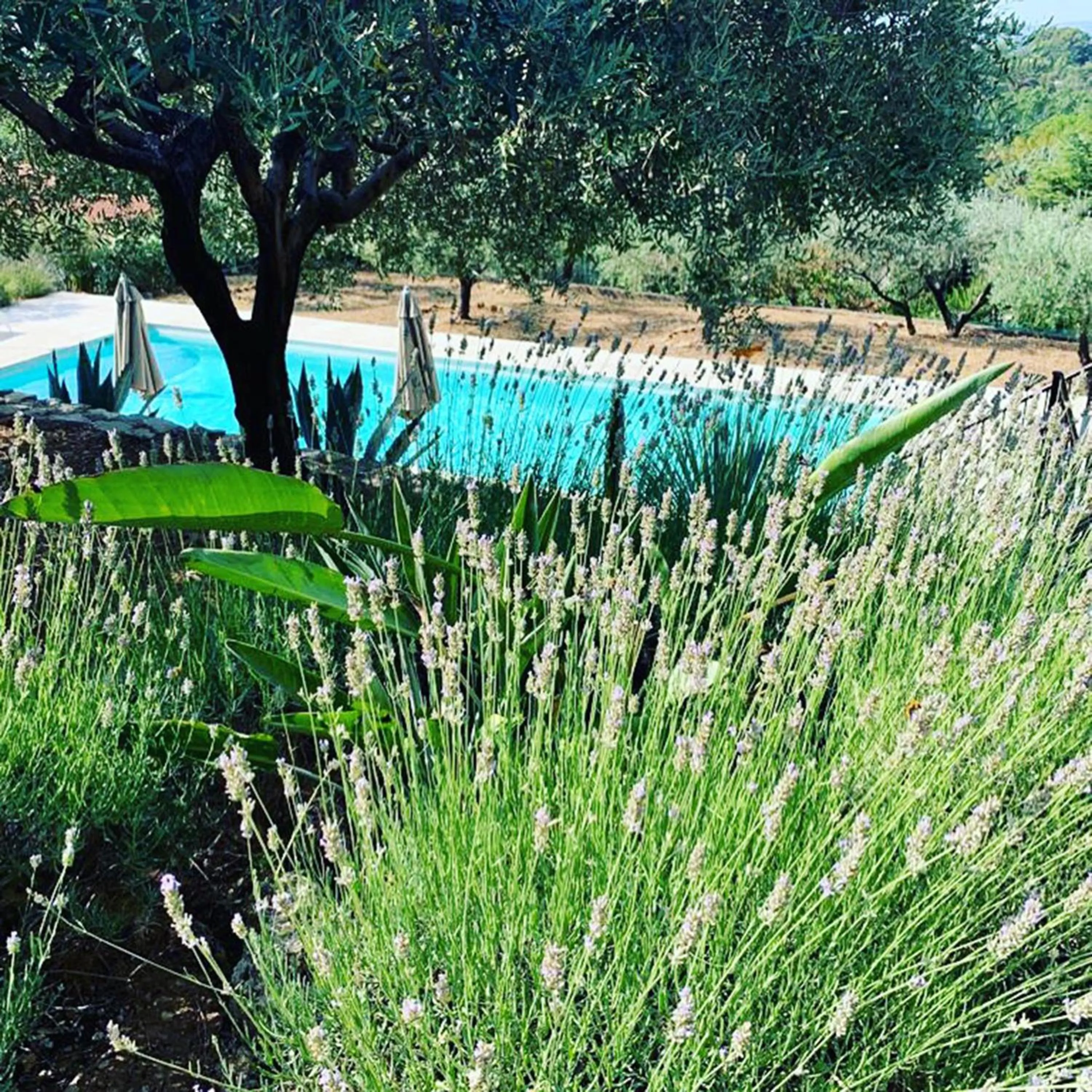 Garden in Le Clos en Provence