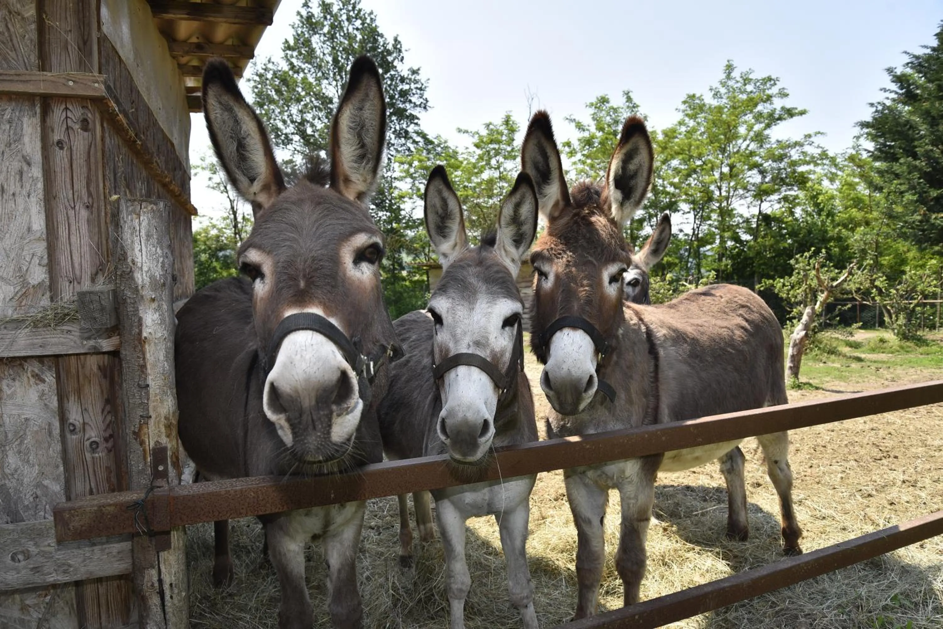Animals in B&B La Riundela