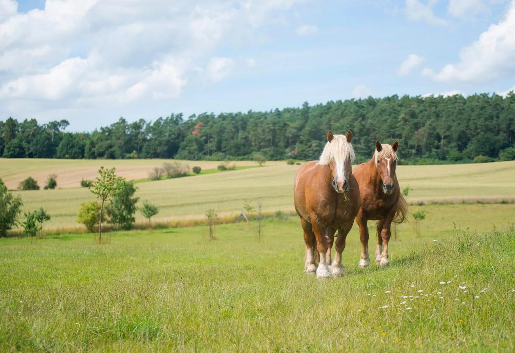 Animals in Golchener Hof - Familienhotel & Bauernhofurlaub in Mecklenburg