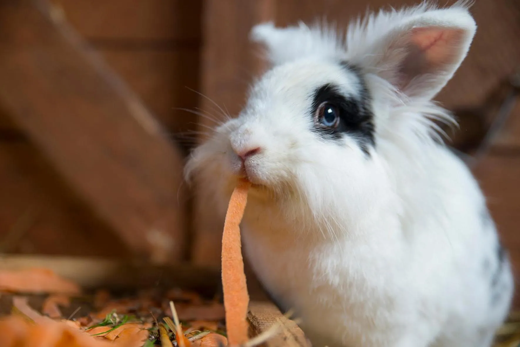 Animals in Golchener Hof - Familienhotel & Bauernhofurlaub in Mecklenburg