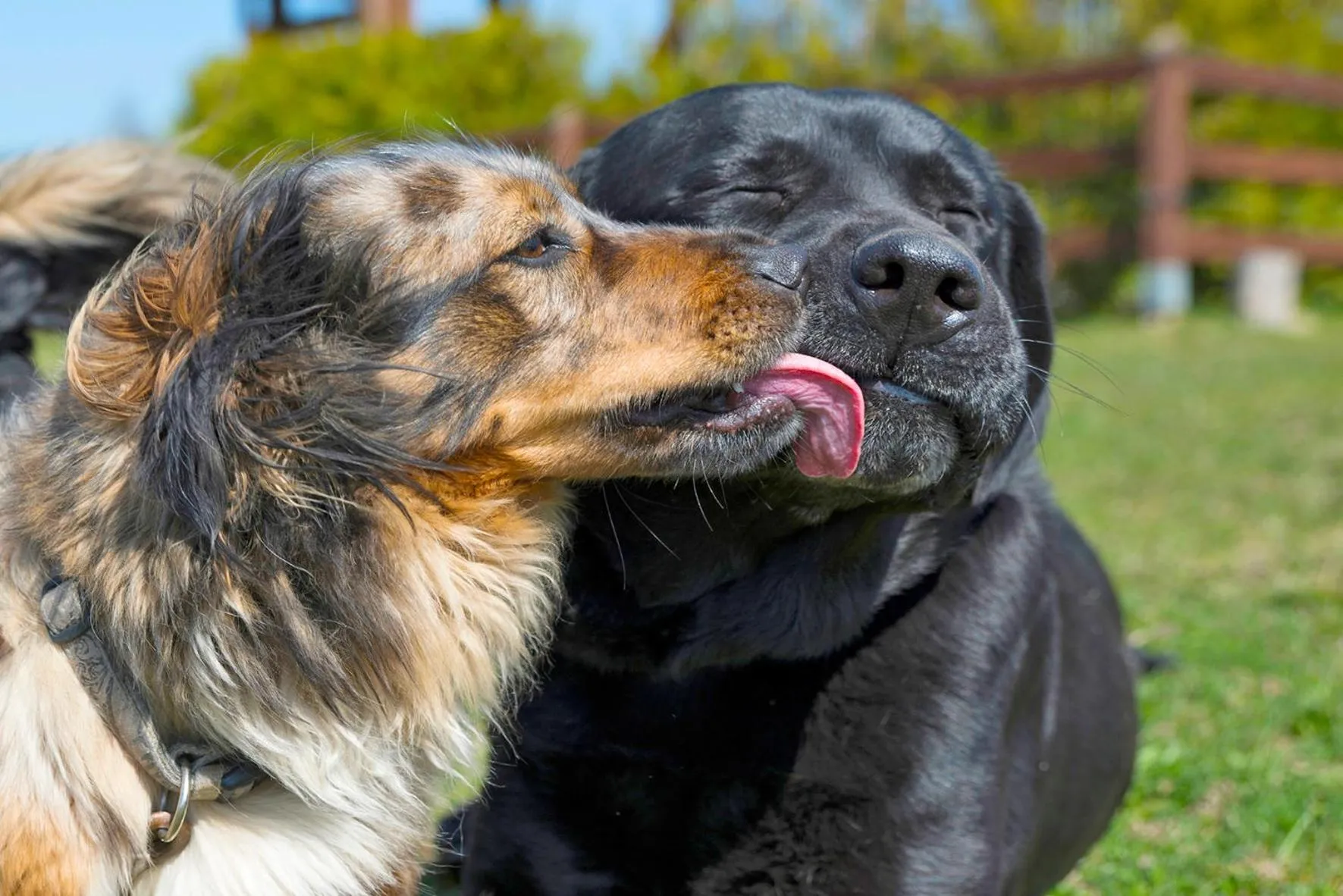 Animals in Golchener Hof - Familienhotel & Bauernhofurlaub in Mecklenburg