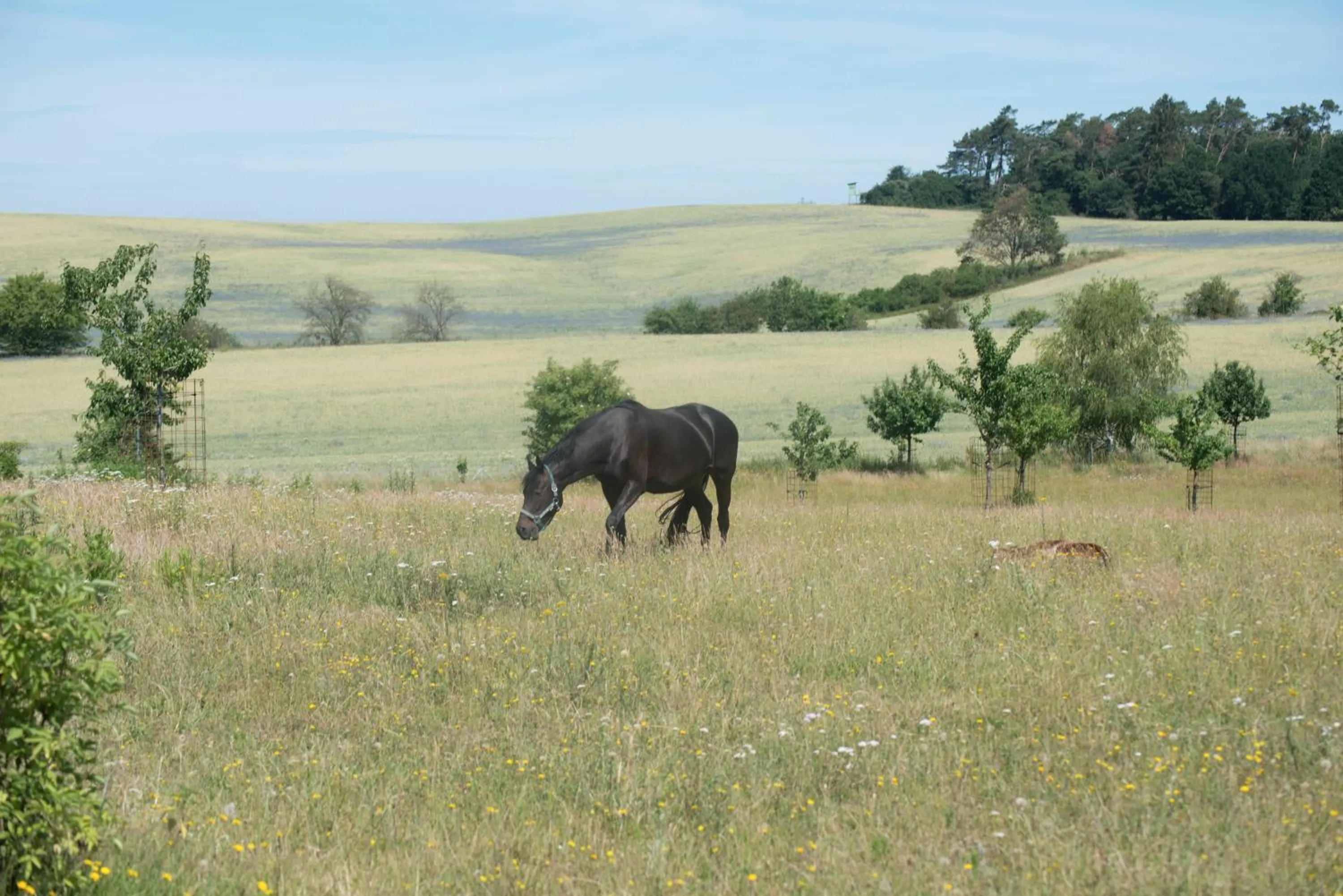 Animals in Golchener Hof - Familienhotel & Bauernhofurlaub in Mecklenburg