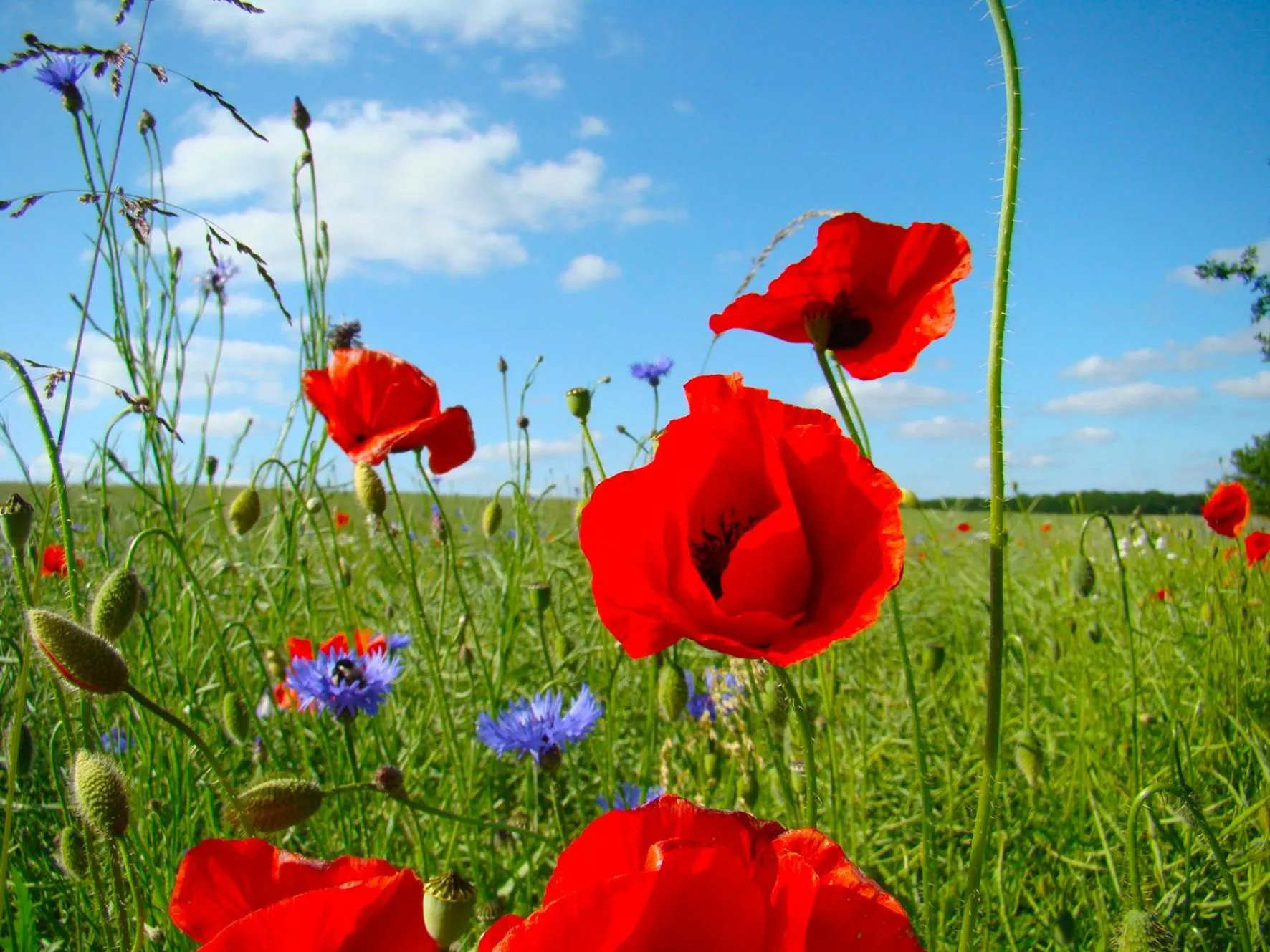 Natural landscape in Golchener Hof - Familienhotel & Bauernhofurlaub in Mecklenburg