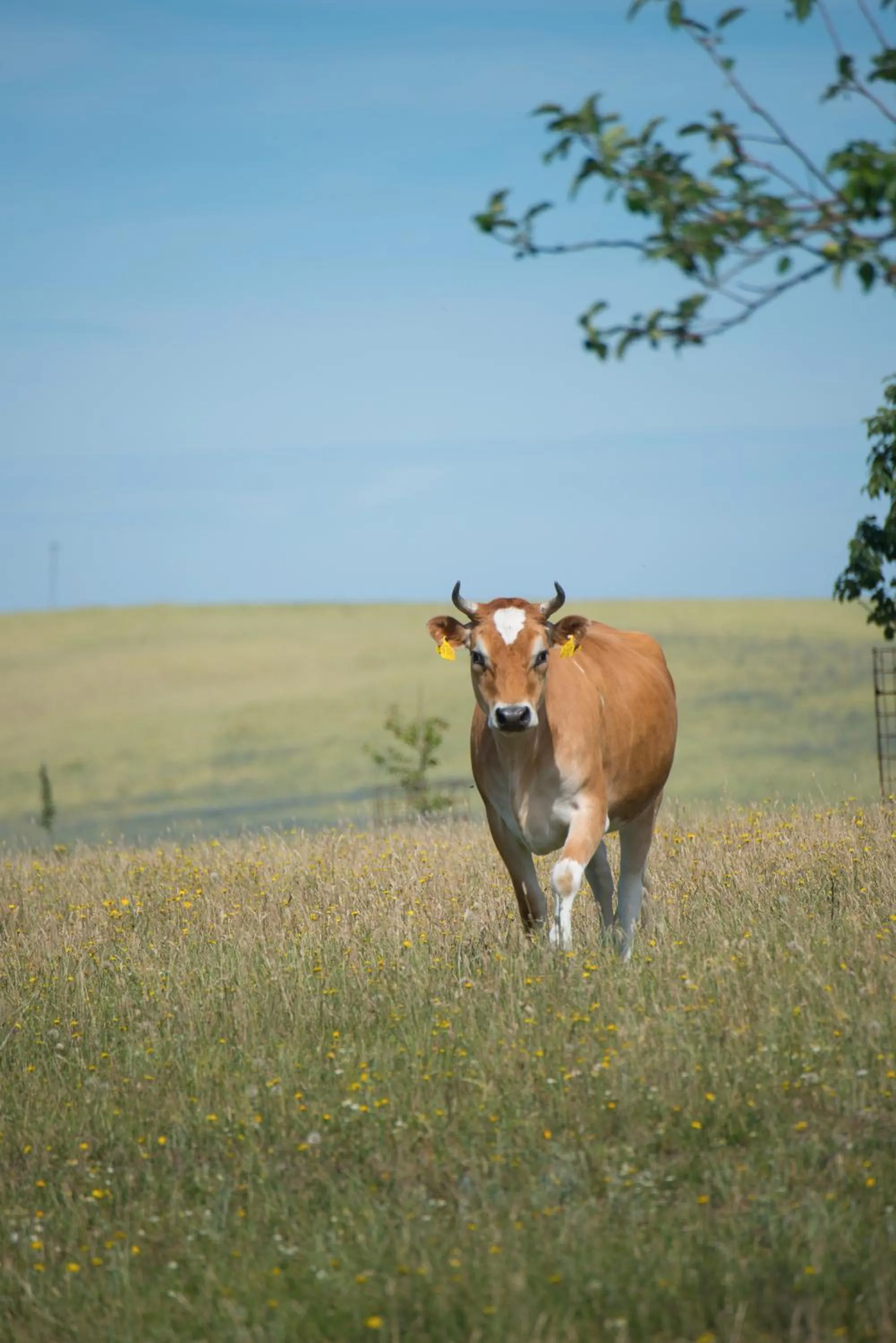 Animals in Golchener Hof - Familienhotel & Bauernhofurlaub in Mecklenburg