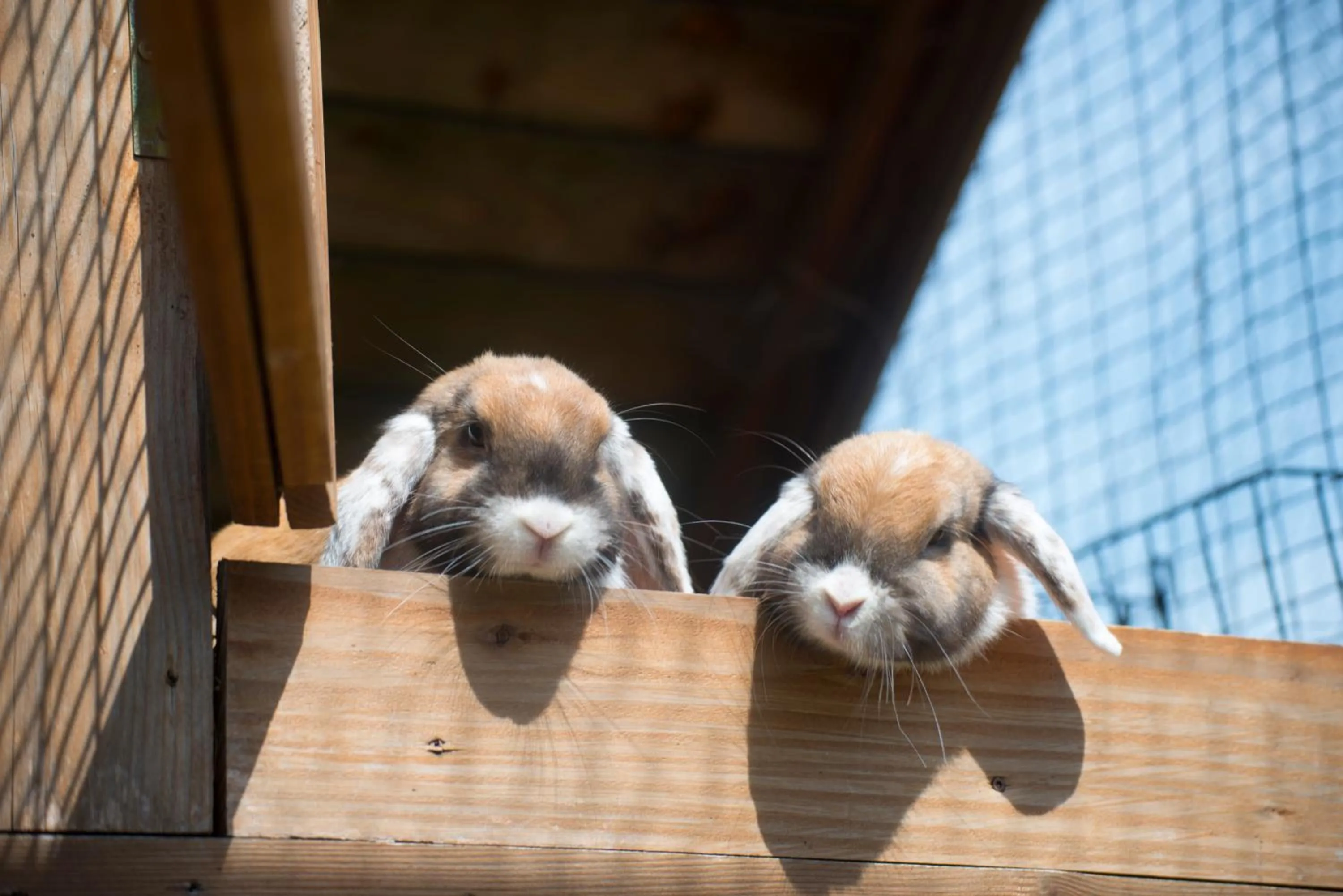 Animals in Golchener Hof - Familienhotel & Bauernhofurlaub in Mecklenburg
