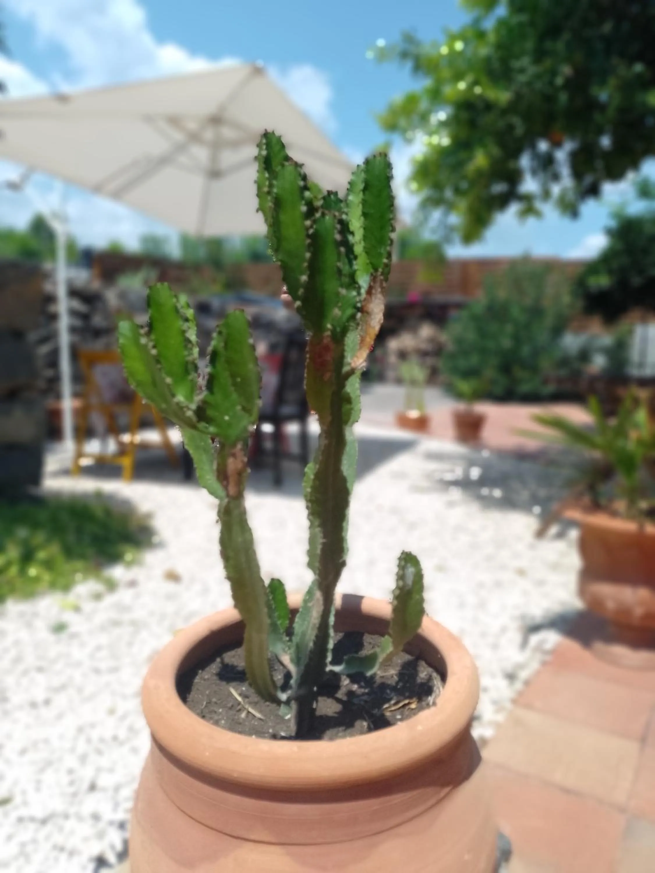 Balcony/Terrace in B&B CasaNera