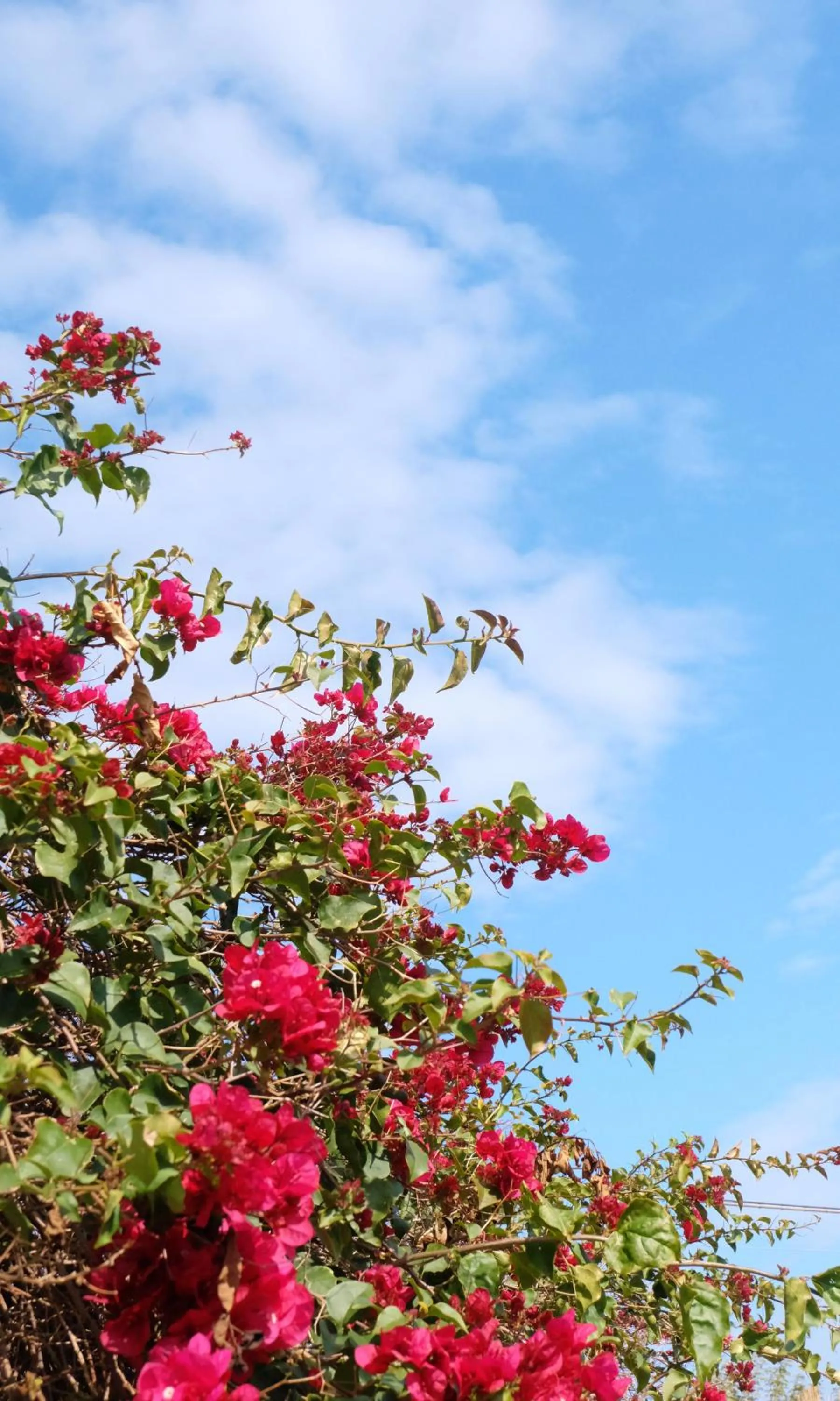 Garden in B&B CasaNera