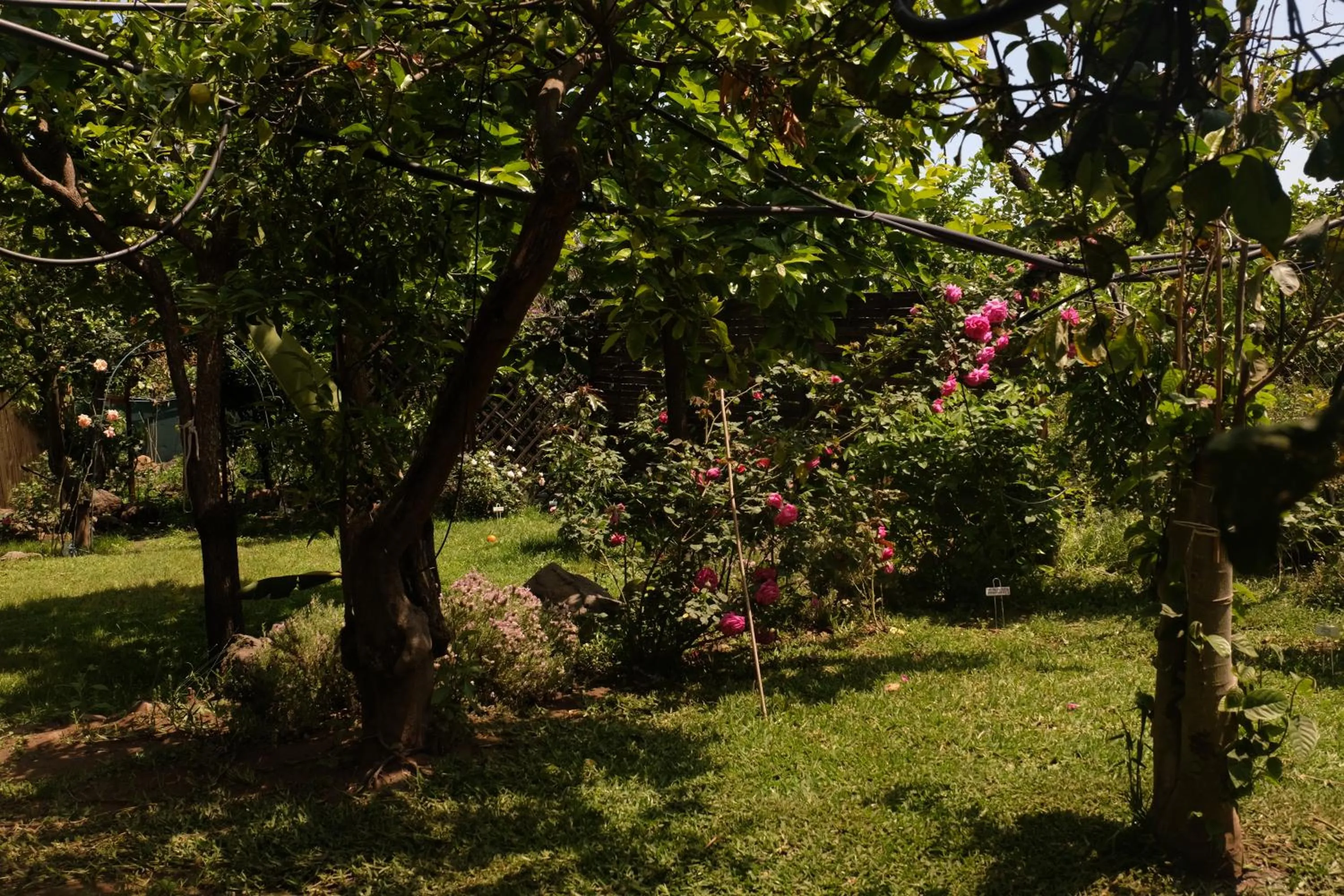 Garden in B&B CasaNera
