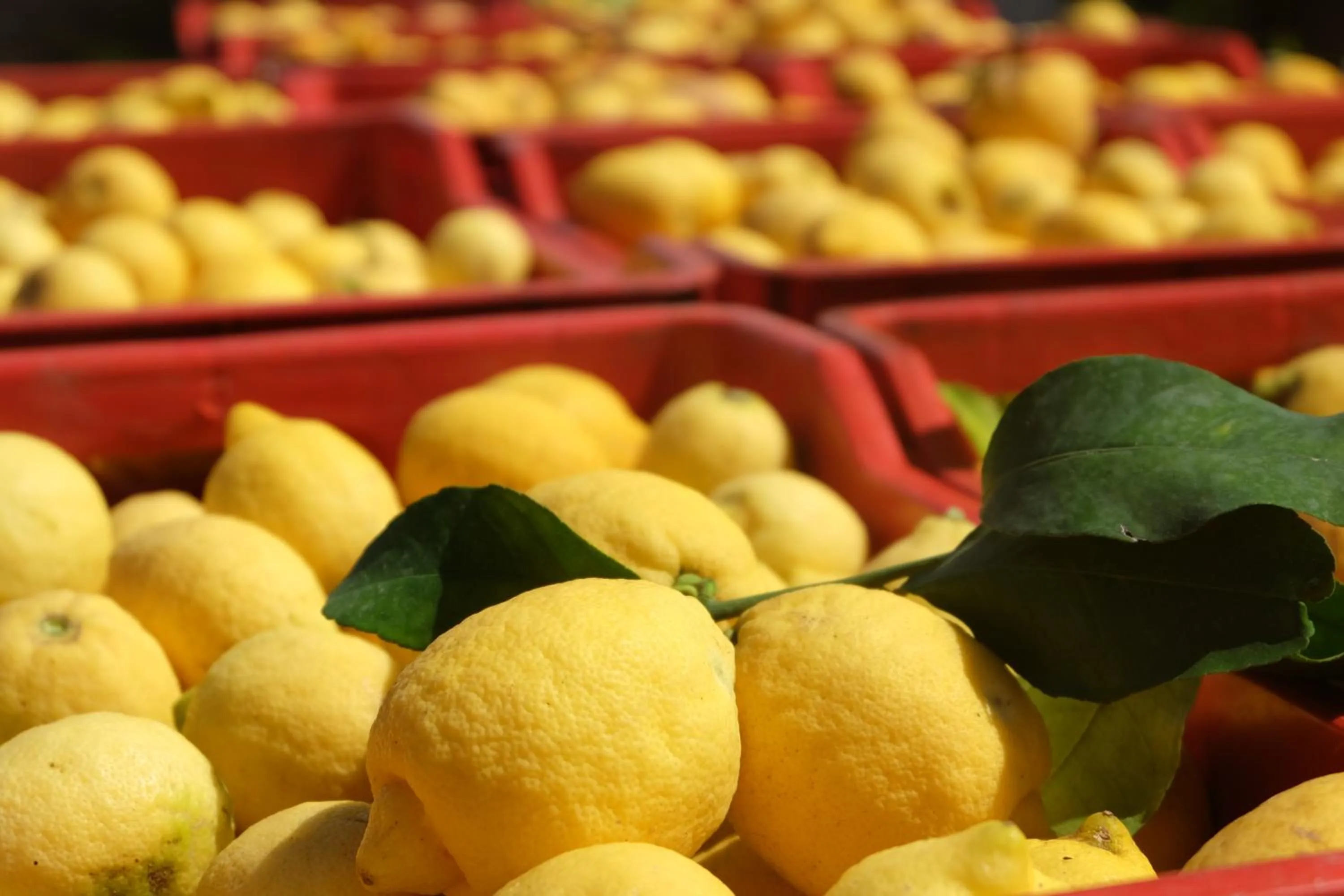 Garden in B&B CasaNera