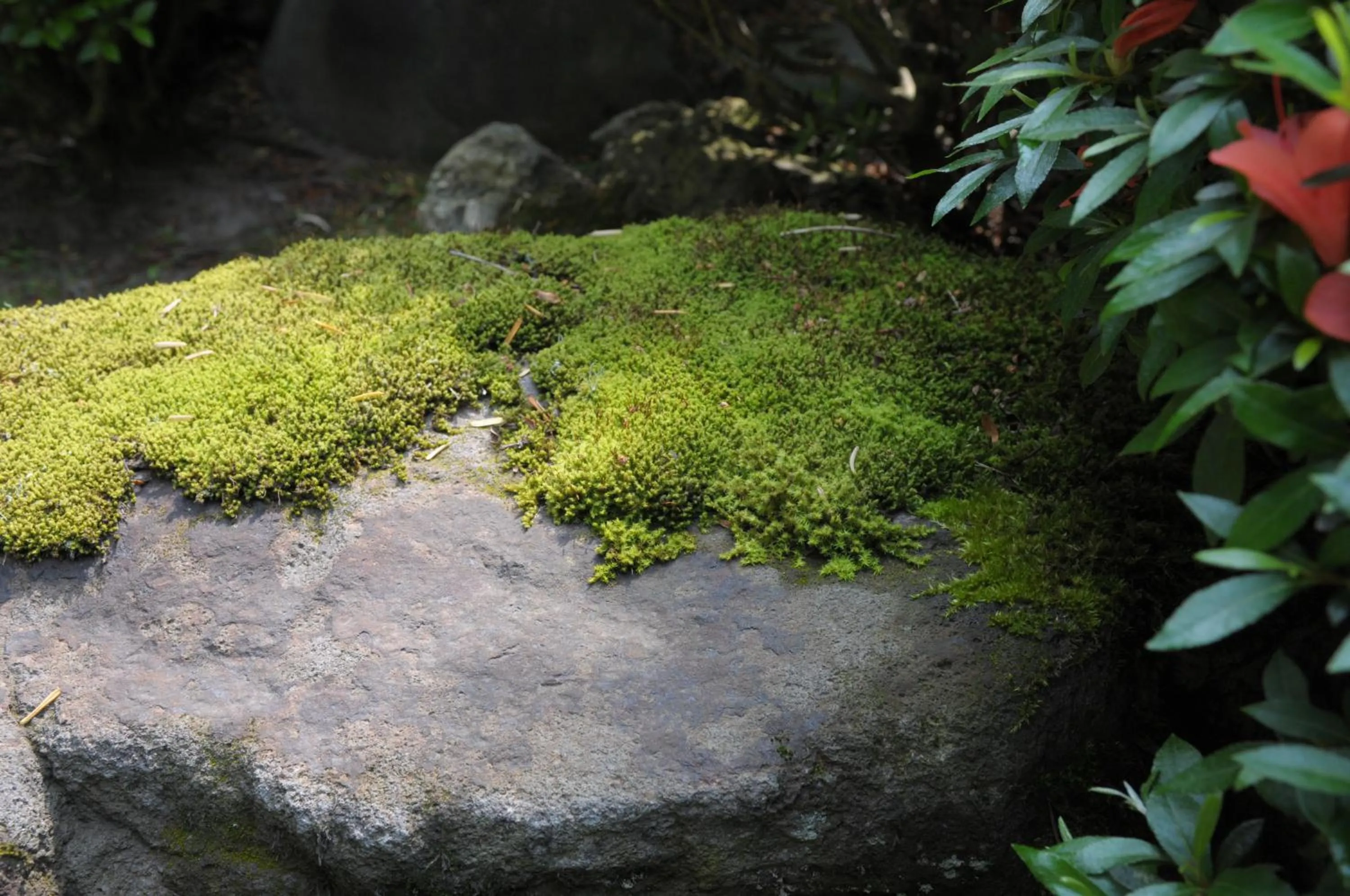 Natural landscape in Historical Ryokan SENYUKAN