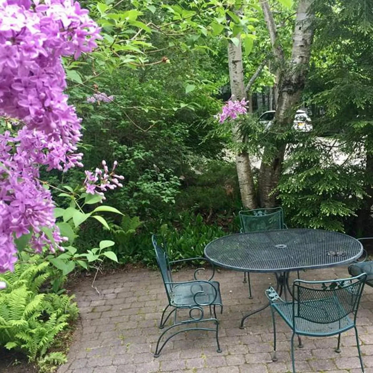 Garden in Elms of Camden