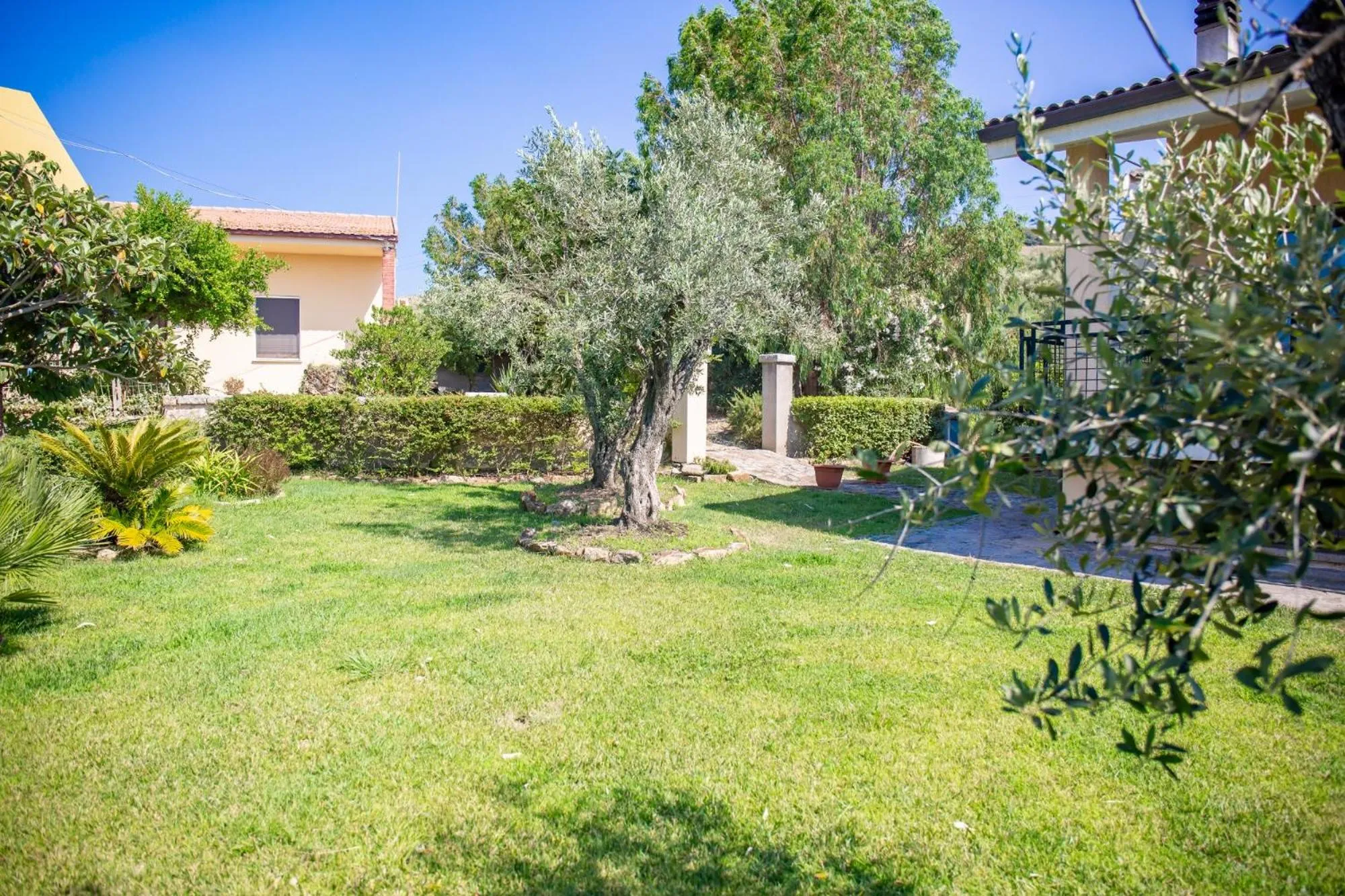 Il giardino degli ulivi