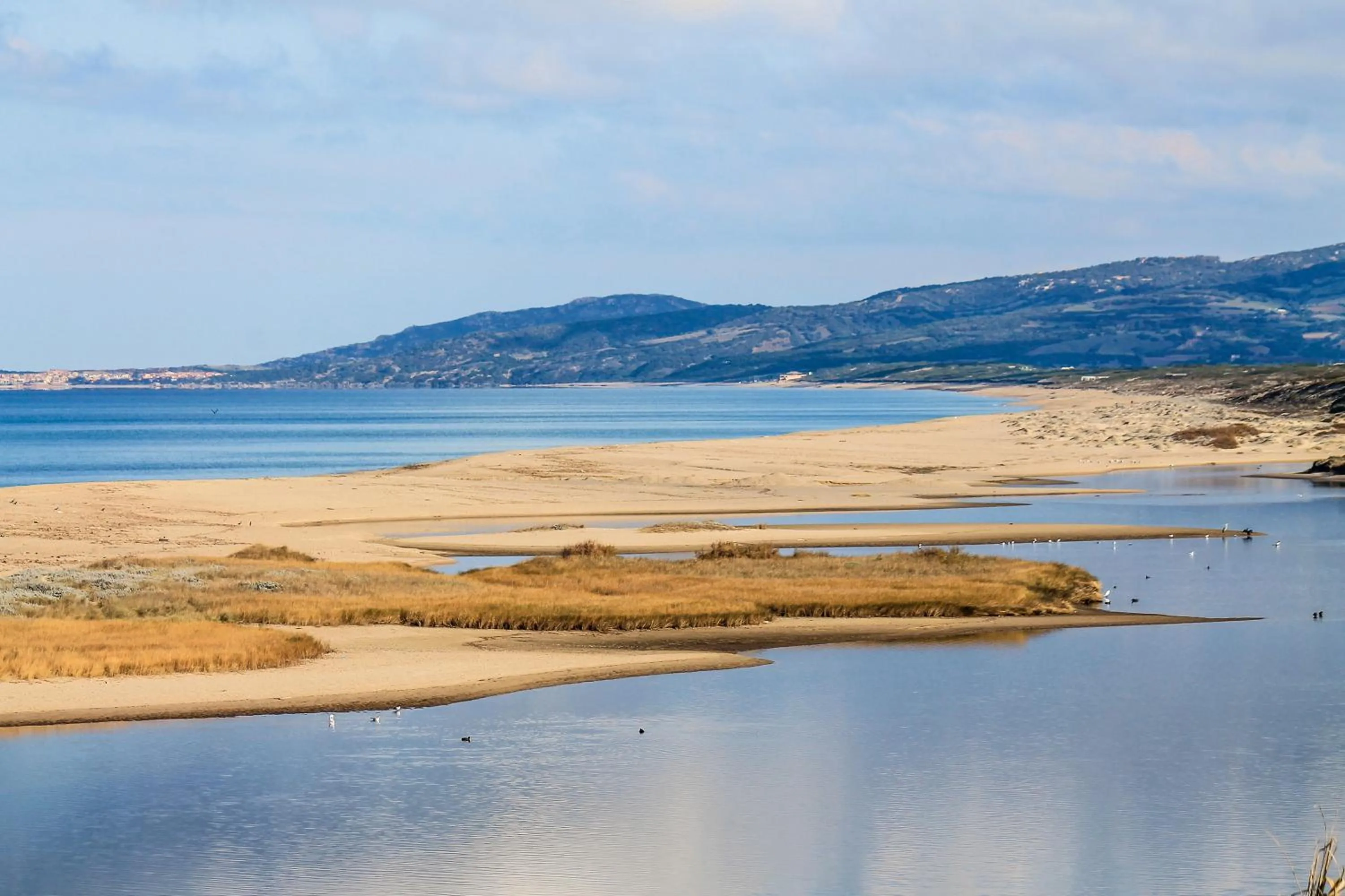 Il giardino degli ulivi
