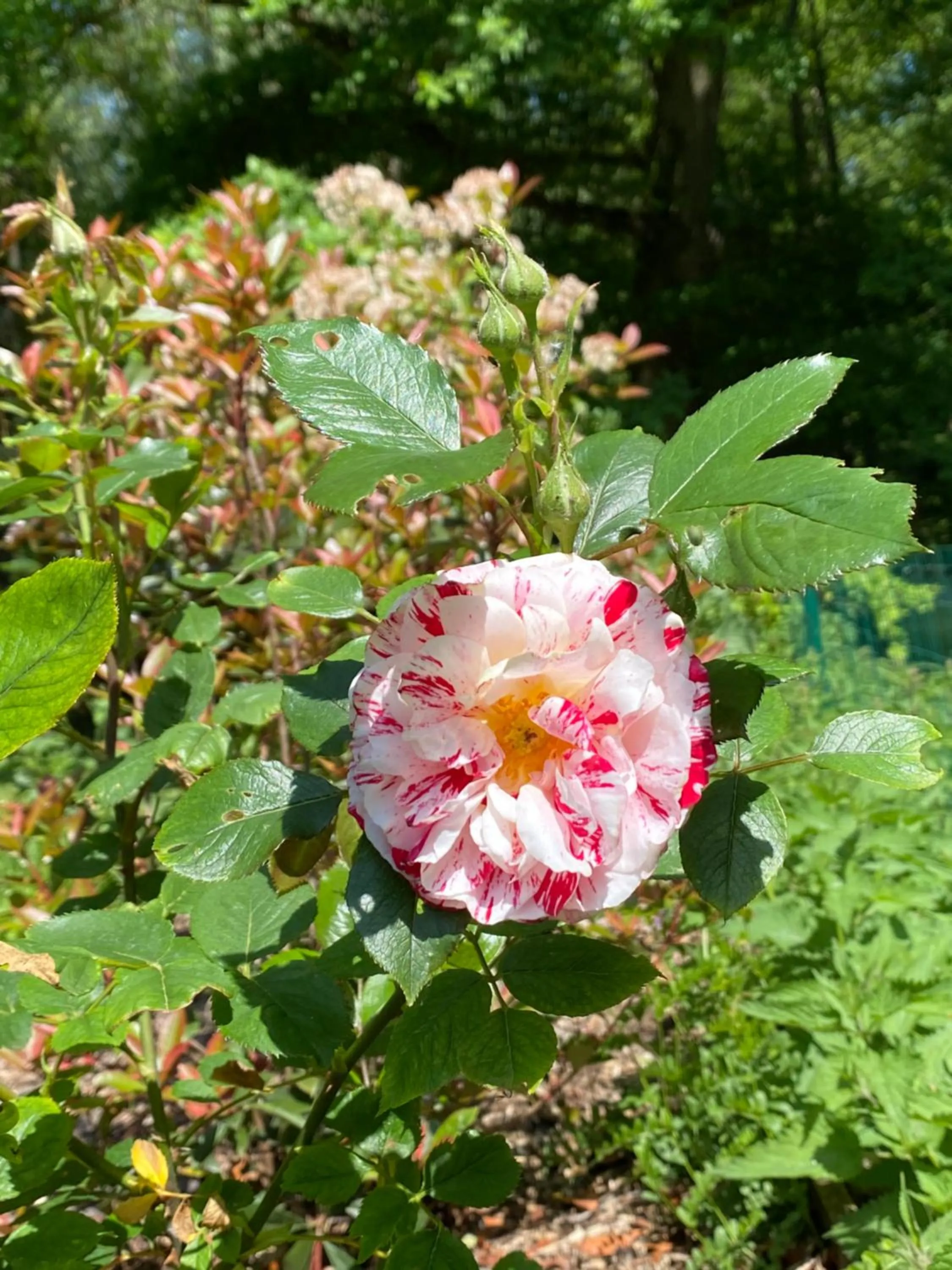 Garden in Le Moulin Bleu