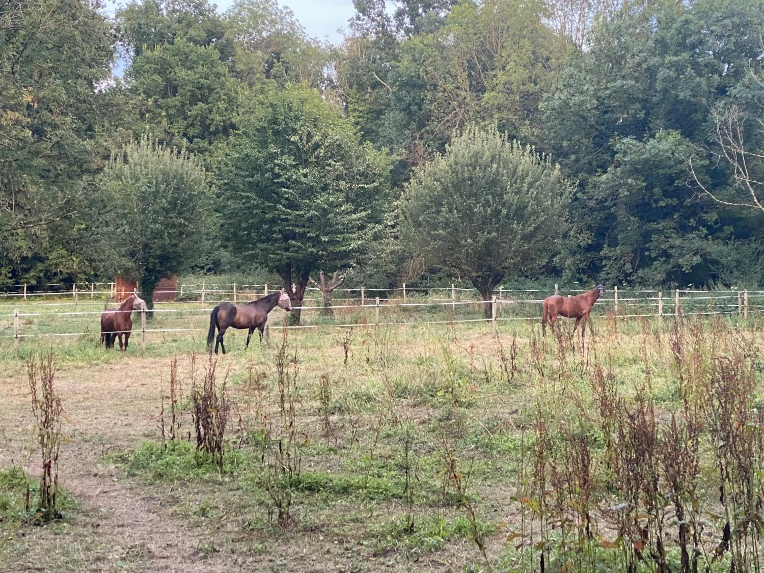 Pets in Le Moulin Bleu