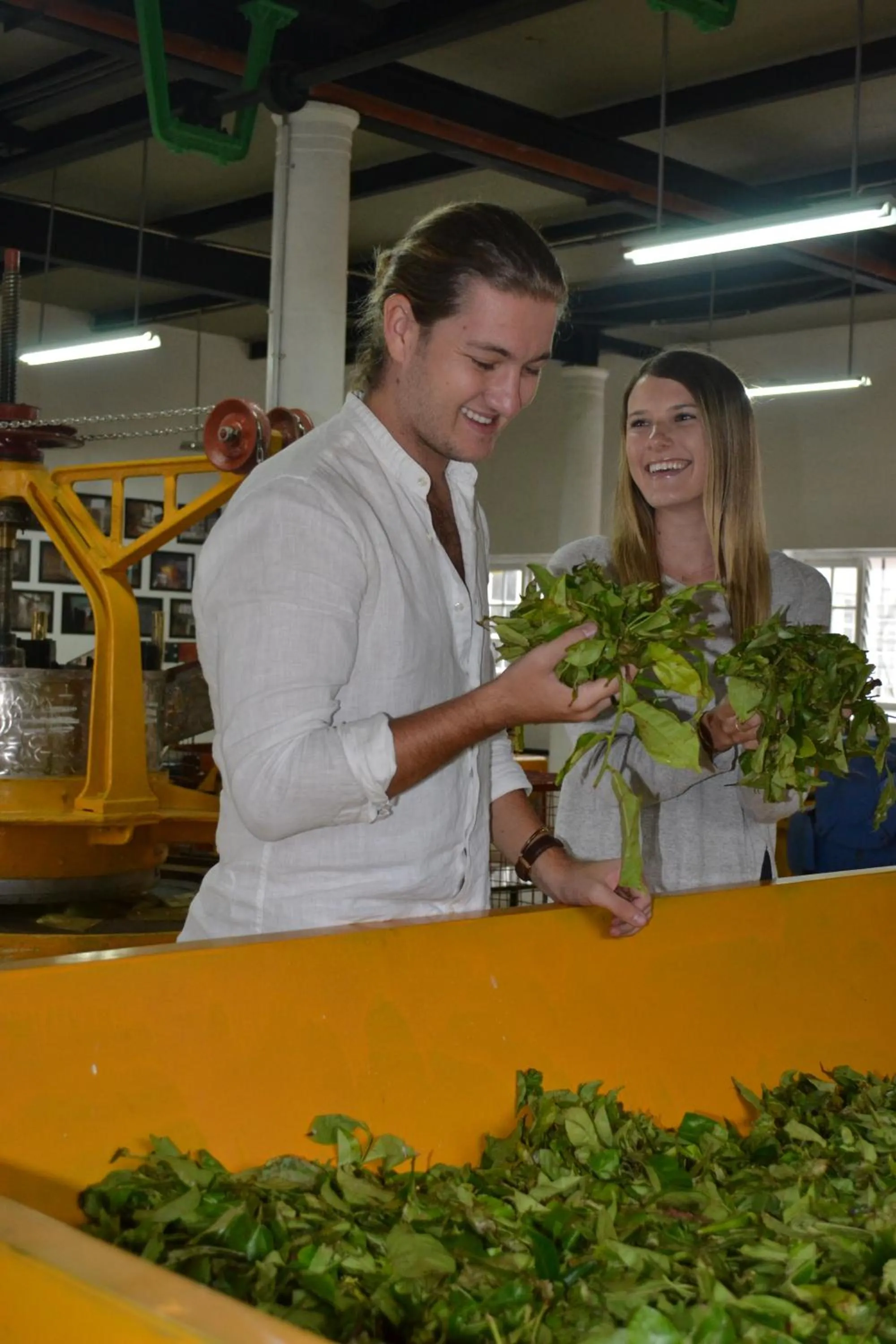 Day in Tea and Experience Factory - Thema Collection