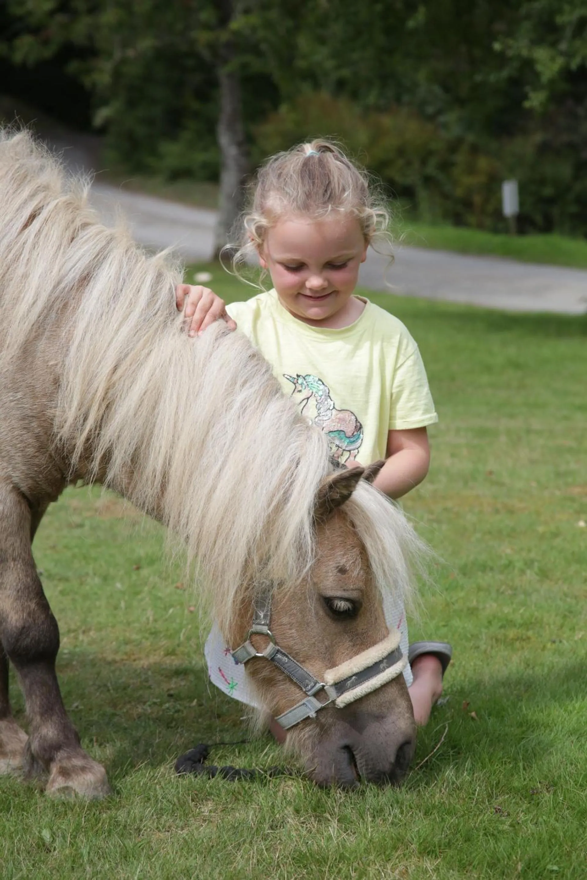 Activities in Great Trethew Hotel - Self Catering Lodges - Bar & Restaurant