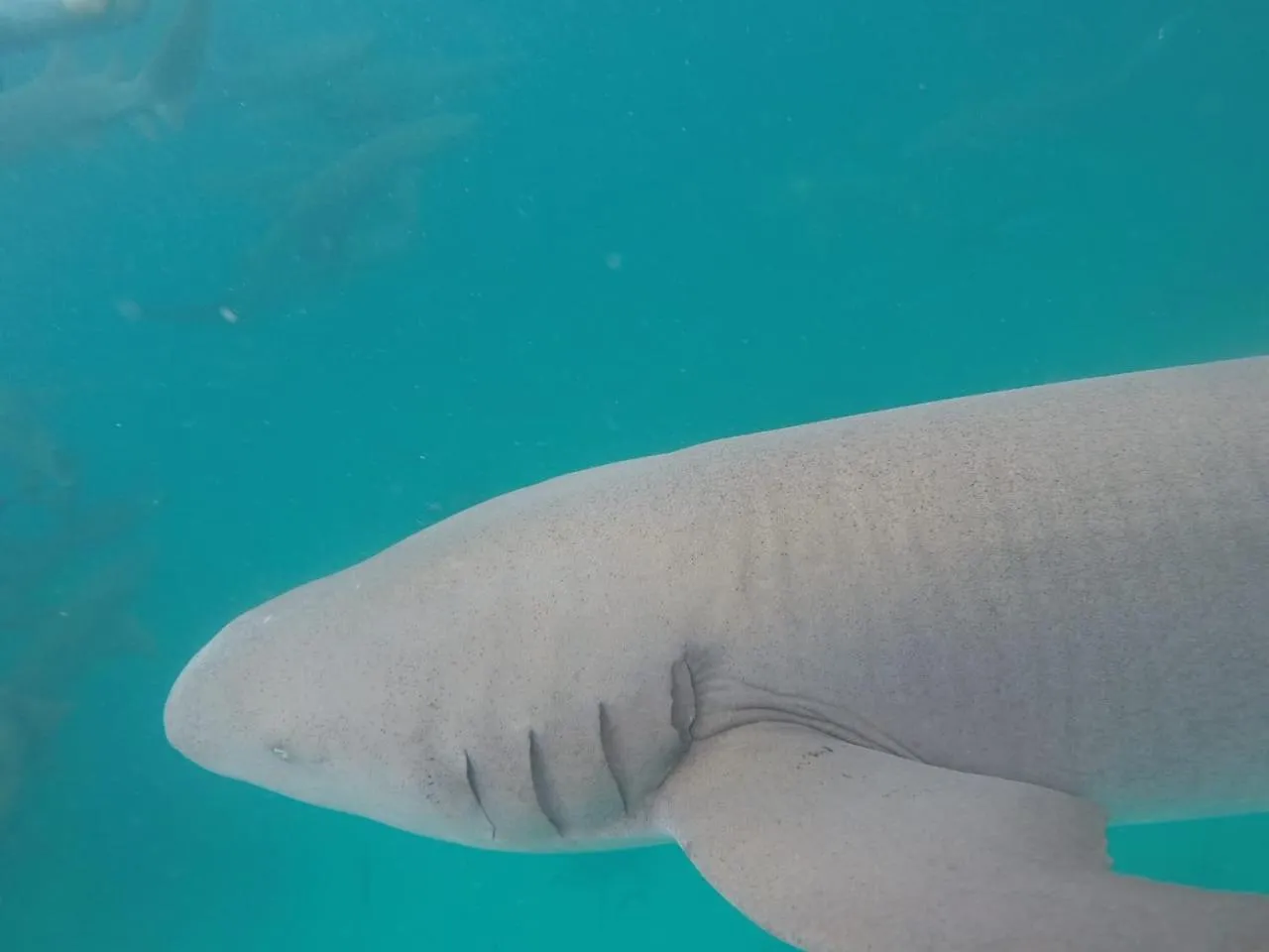 Animals in Moodhumaa Inn