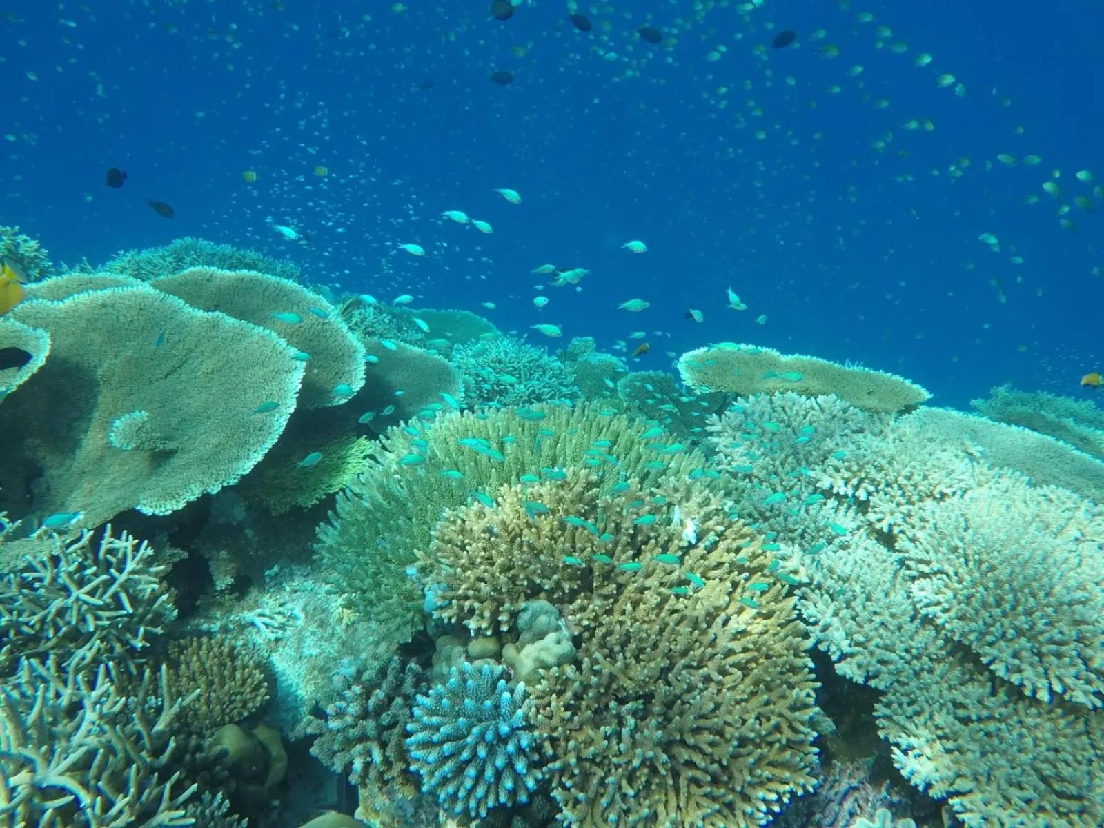 Diving in Moodhumaa Inn