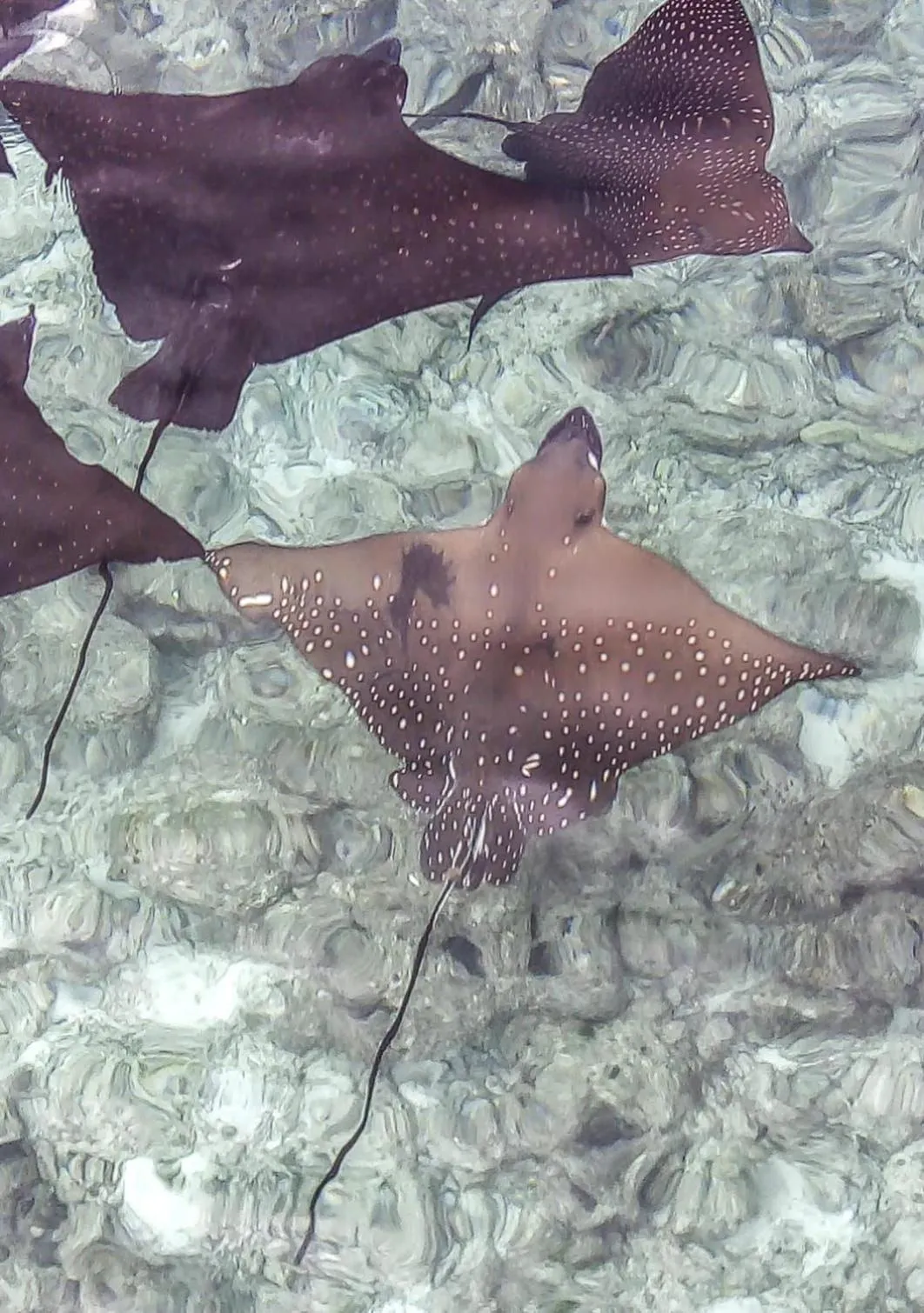 Animals in Moodhumaa Inn