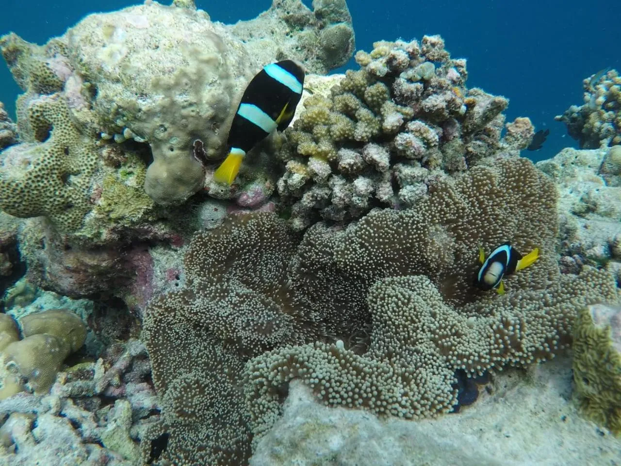 Animals in Moodhumaa Inn