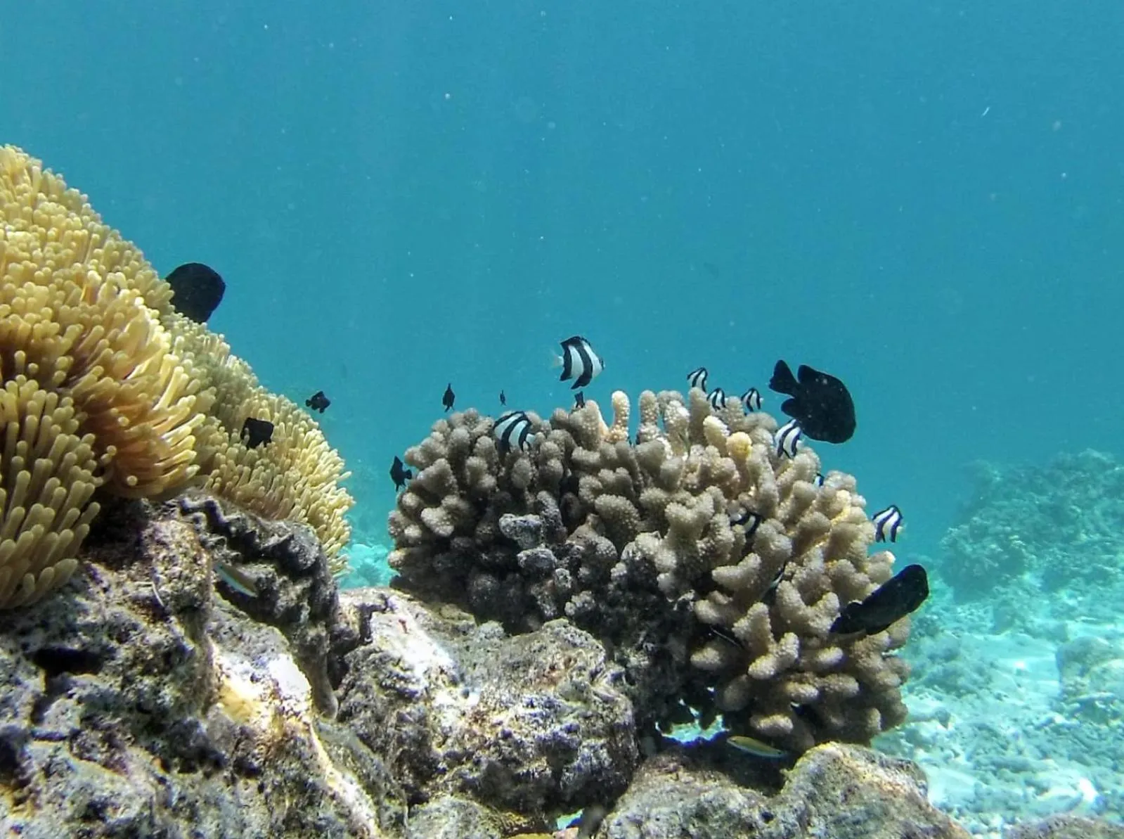 Animals in Moodhumaa Inn