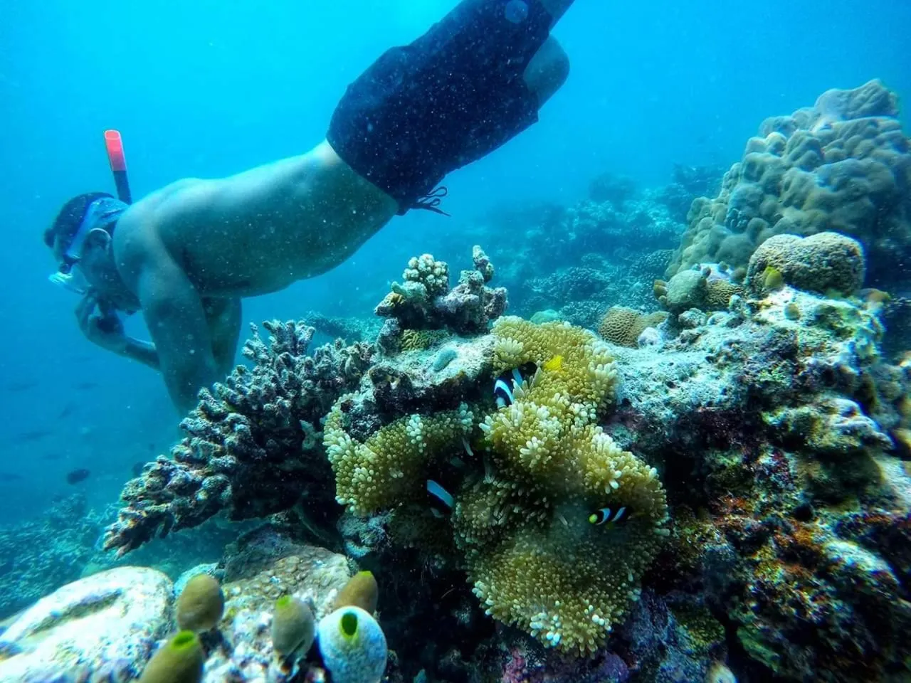 Snorkeling in Moodhumaa Inn