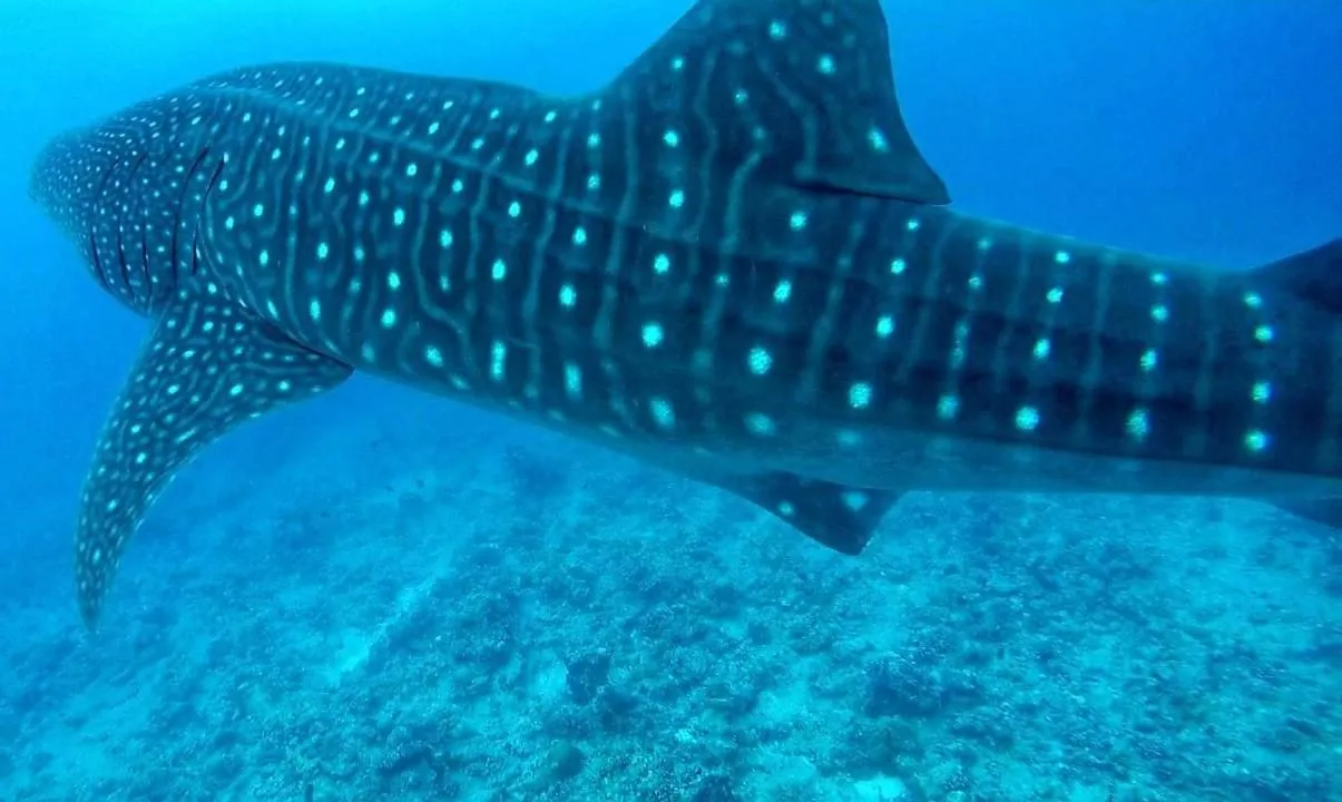 Snorkeling in Moodhumaa Inn