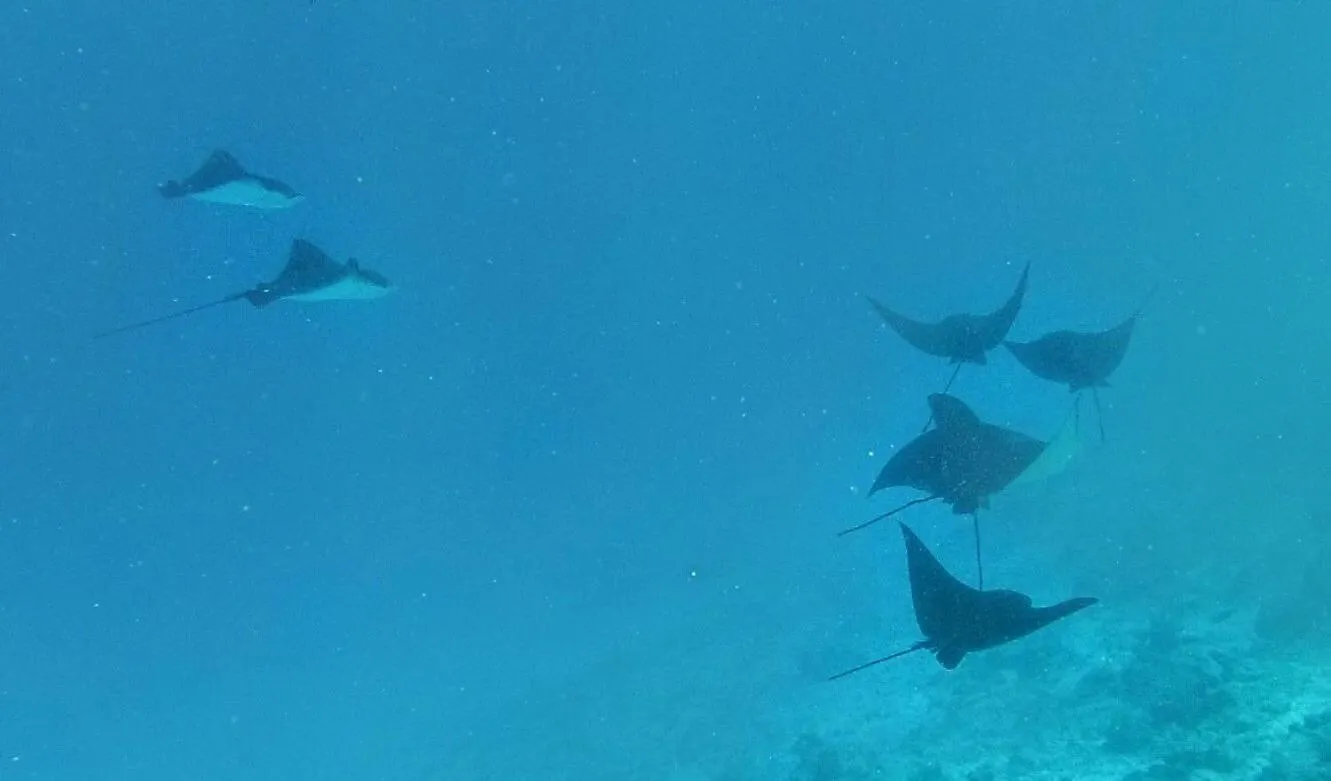 Diving in Moodhumaa Inn