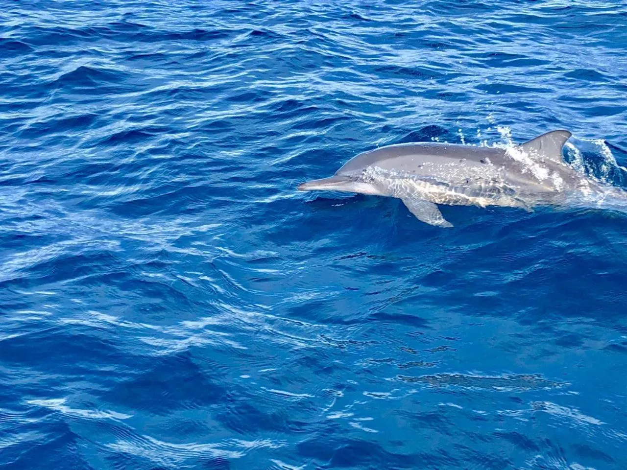 Animals in Moodhumaa Inn