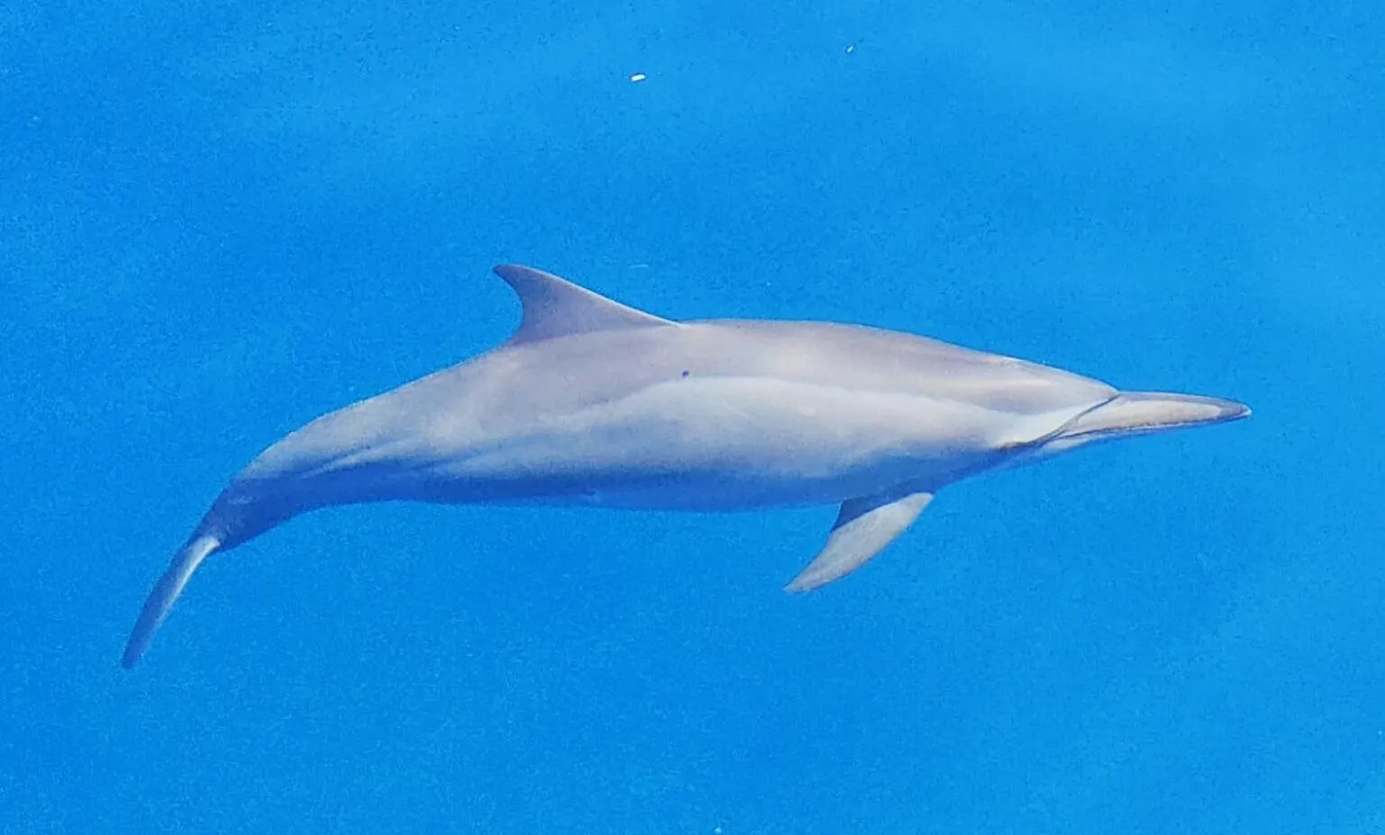 Animals in Moodhumaa Inn