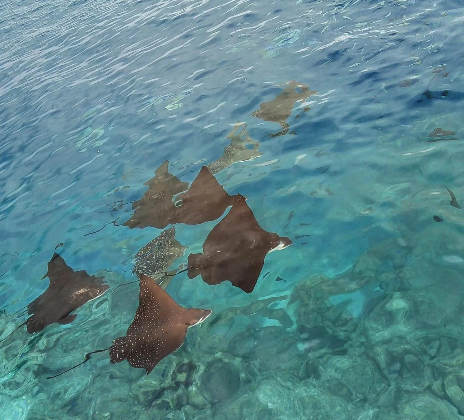 Animals in Moodhumaa Inn