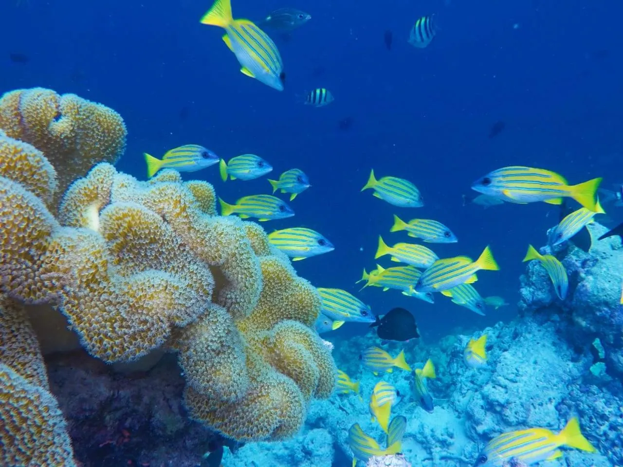 Animals in Moodhumaa Inn