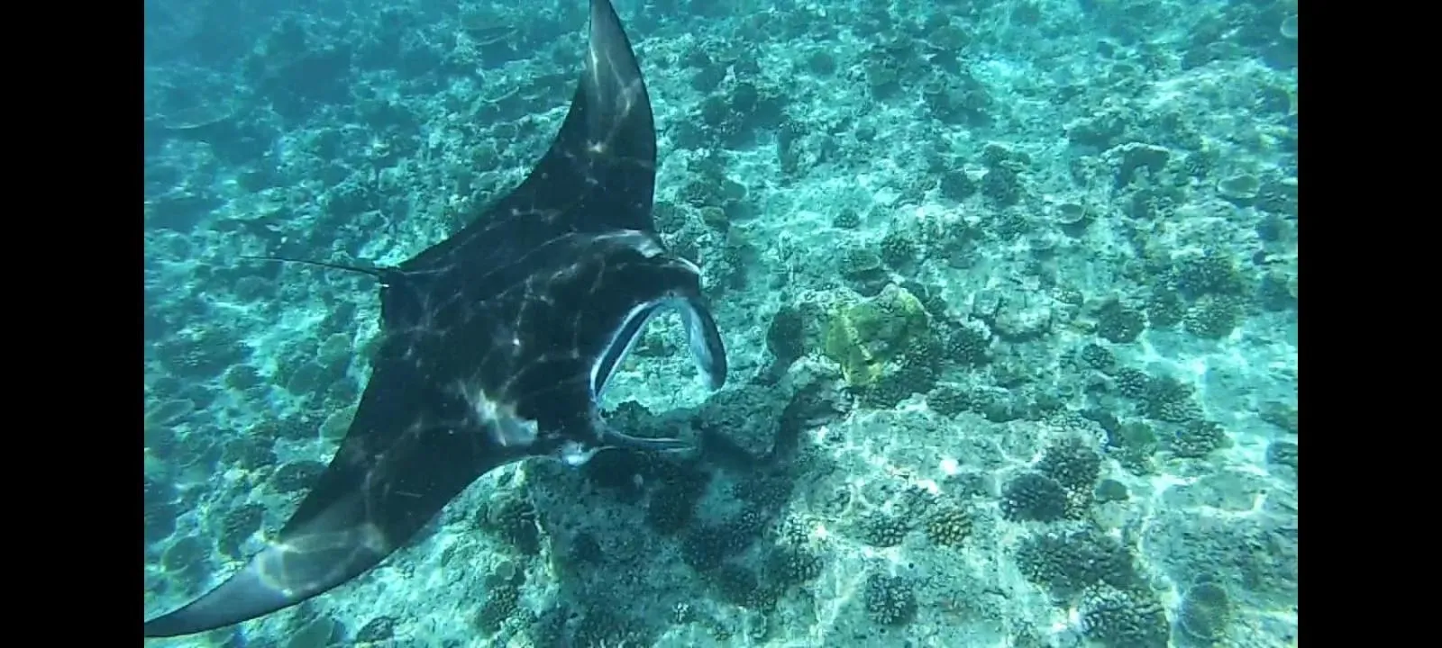 Animals in Moodhumaa Inn