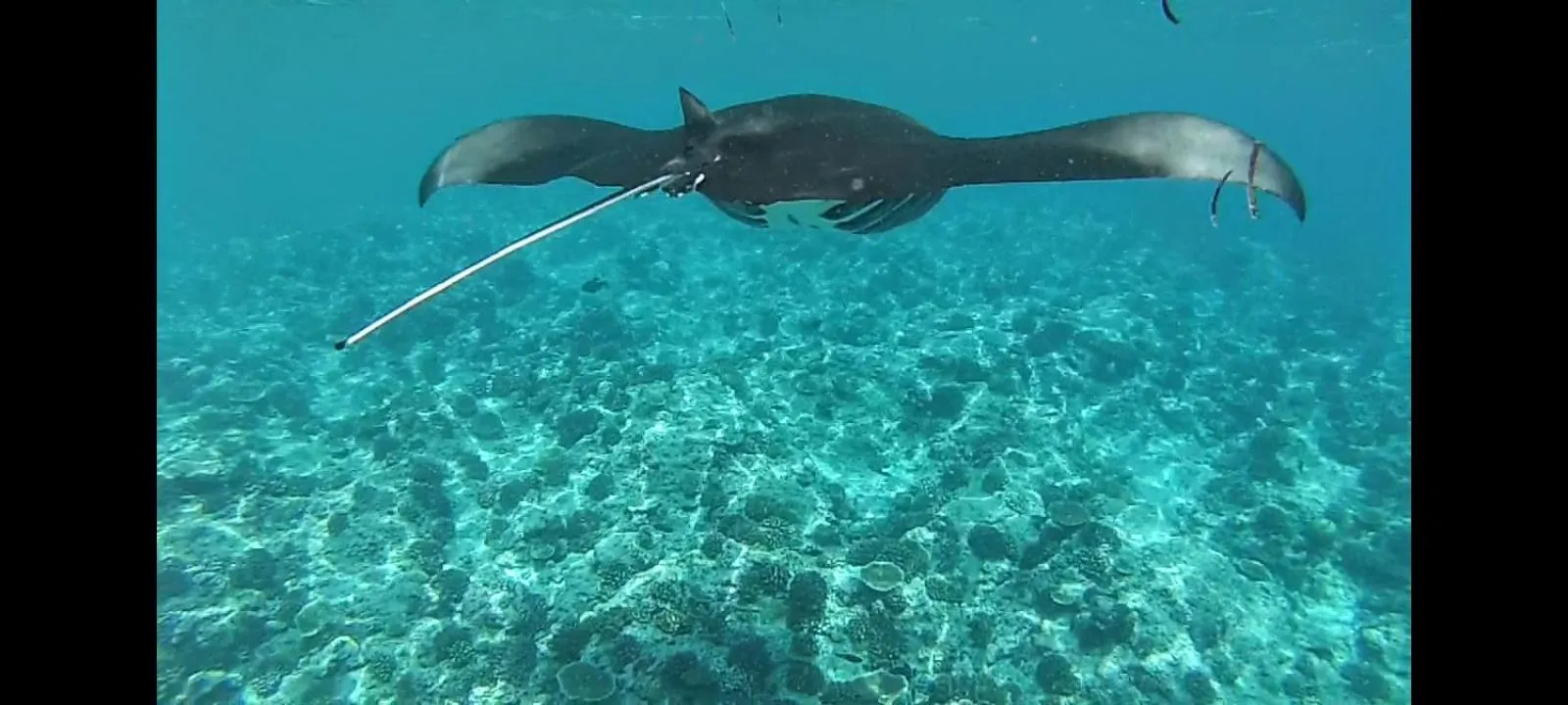 Animals in Moodhumaa Inn
