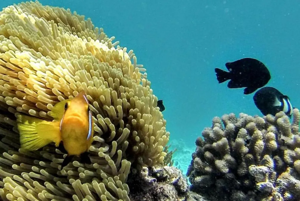 Animals in Moodhumaa Inn