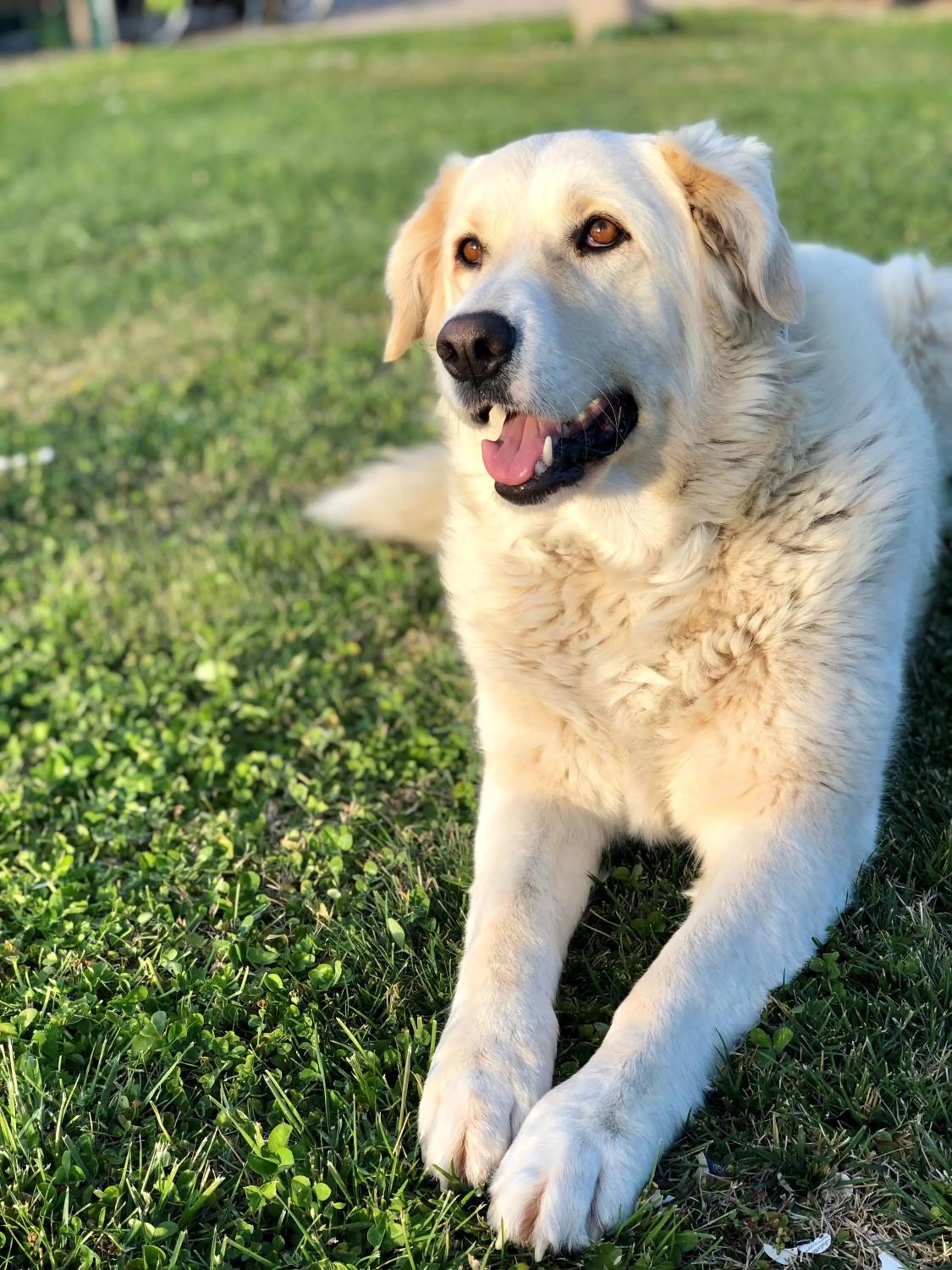 Pets in CASA VACANZE ARCOBALENO