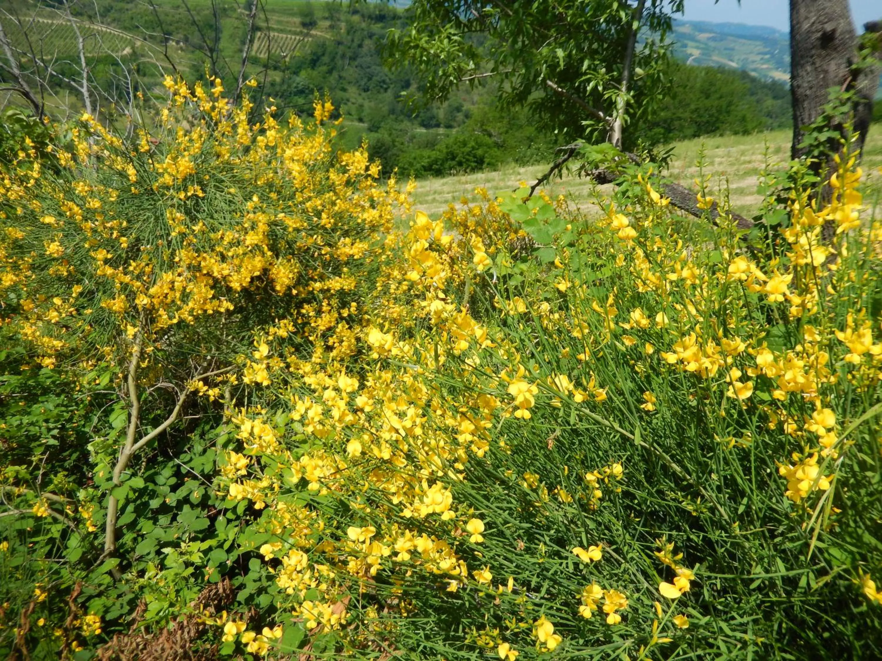 Natural landscape in Casa delle ginestre