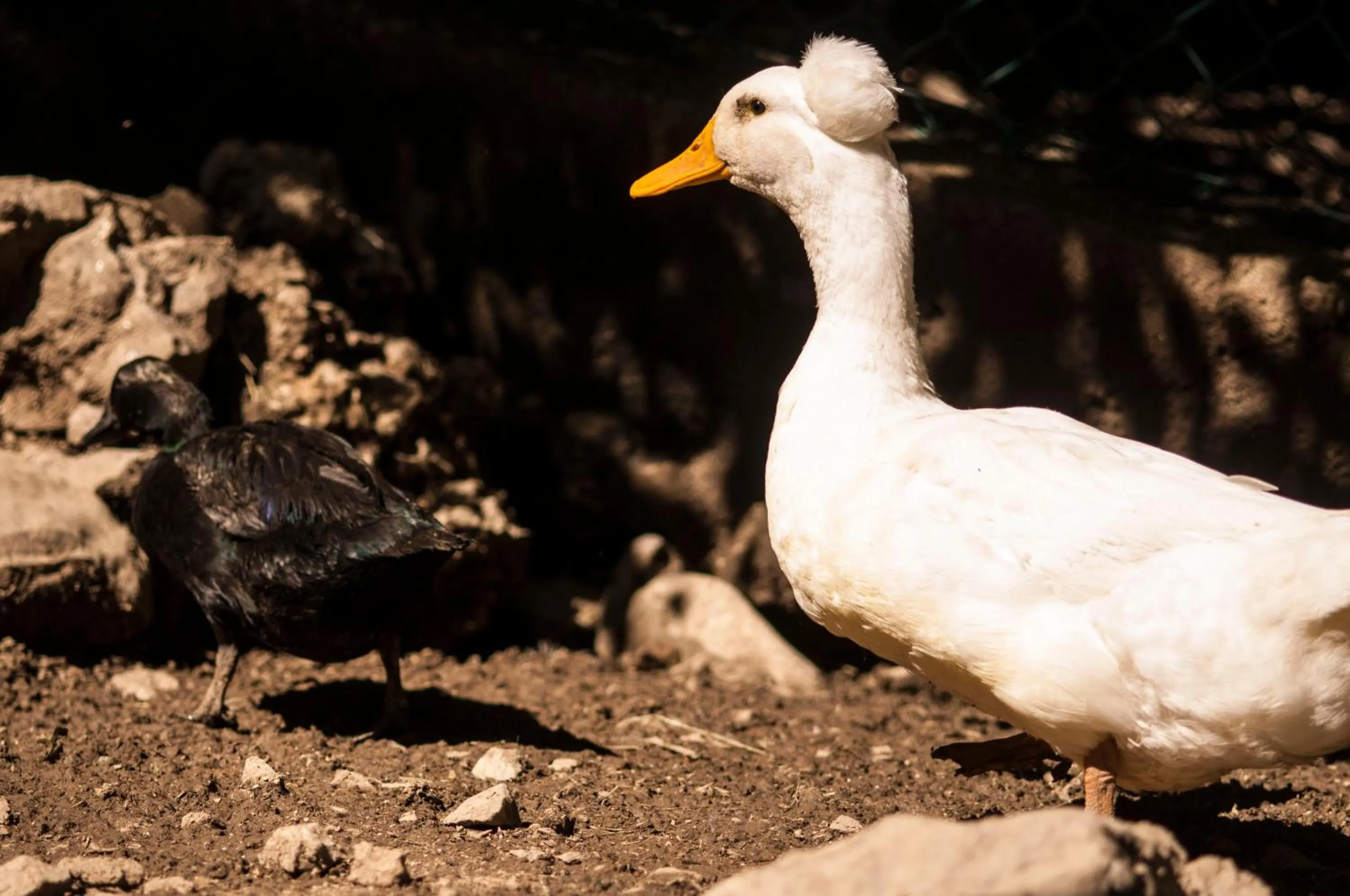 B&B Botton d'Oro Valle Imagna