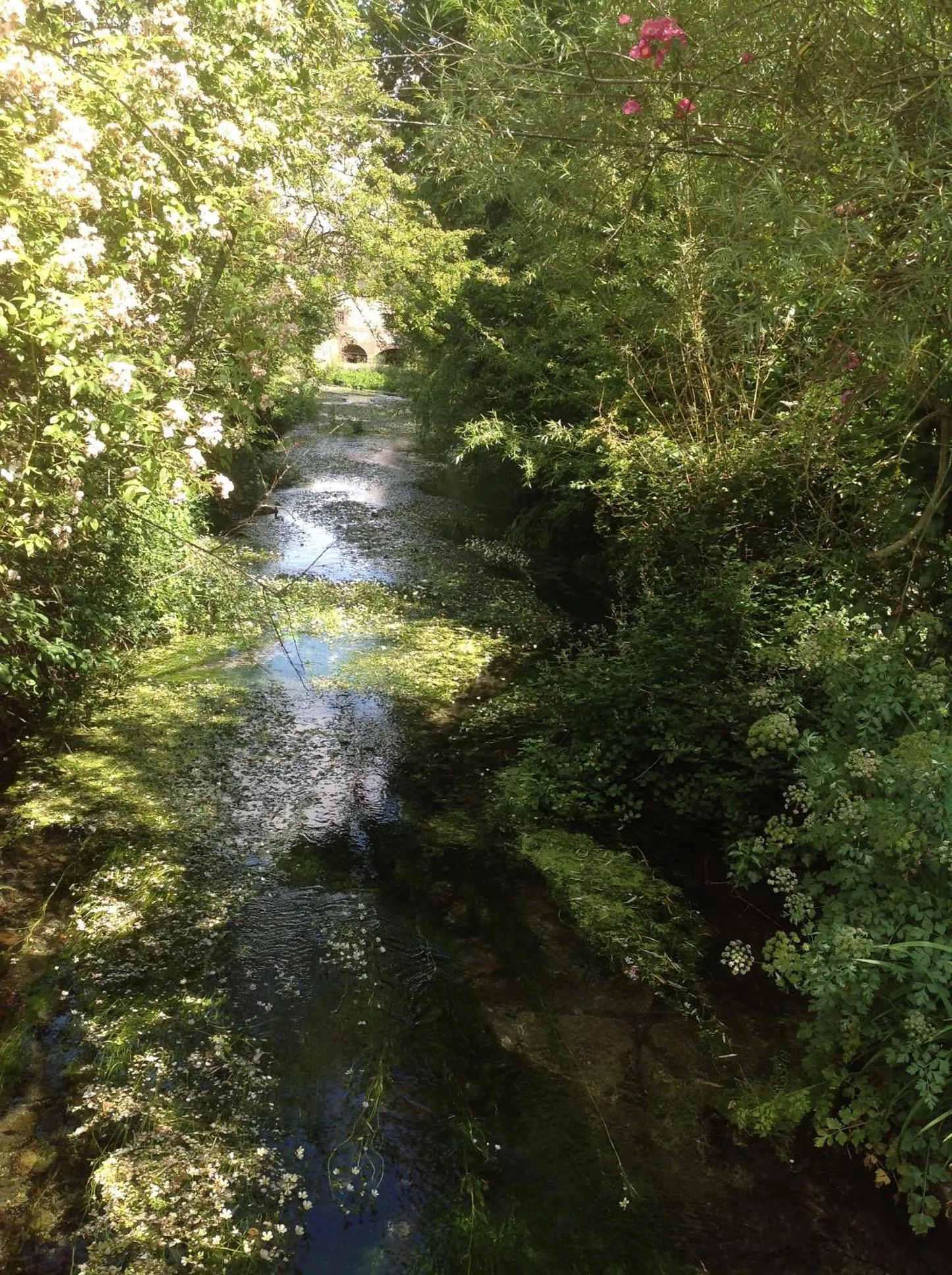 Garden view in The Mill House