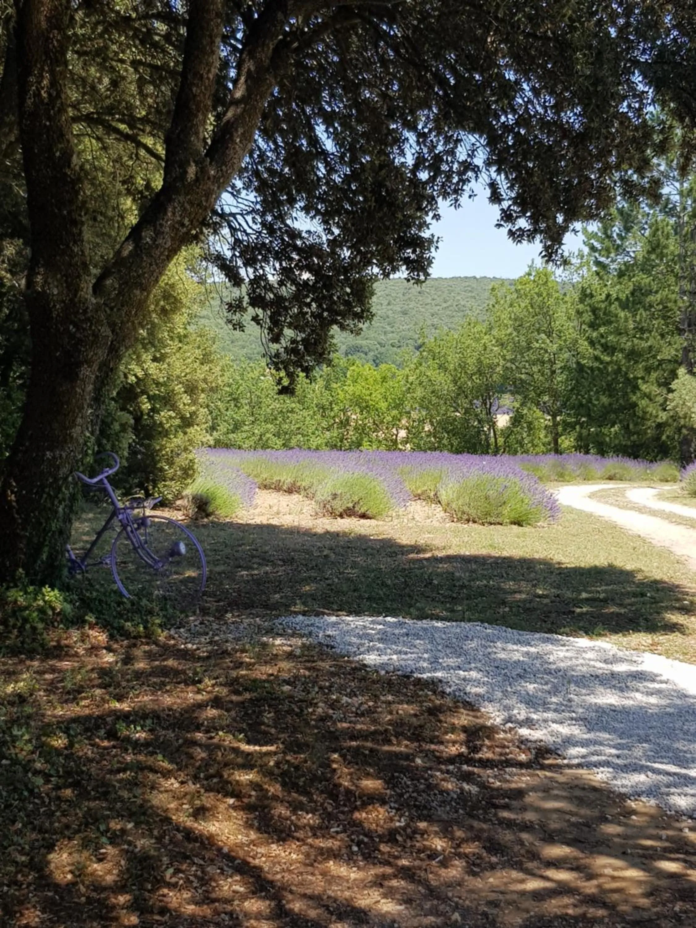 Les Néfliers chambre d'hôtes